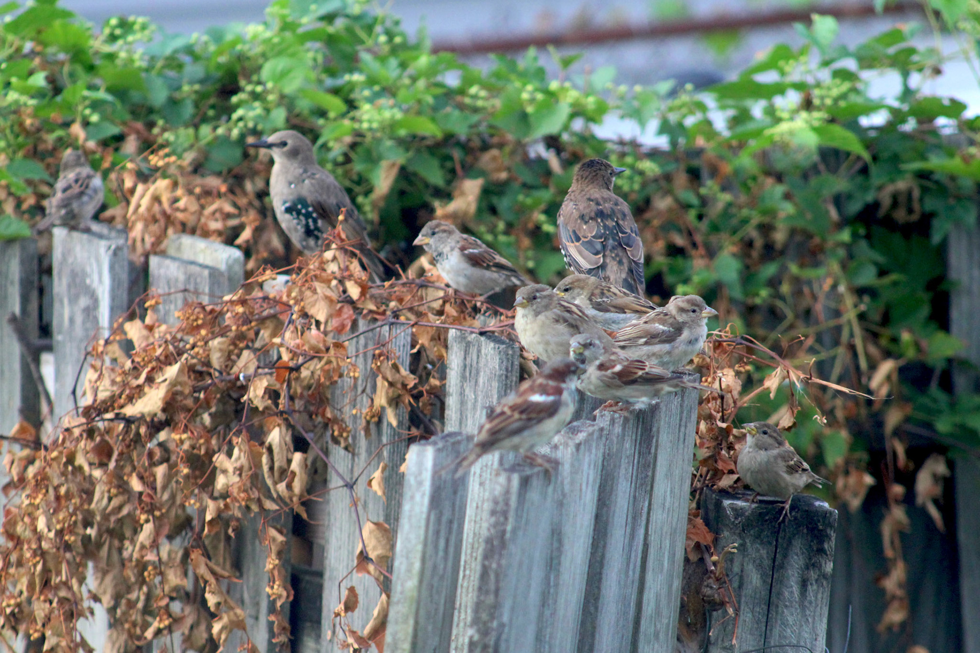 Group of house sparrows and fledgling European starlings, KY, Aug. 2023