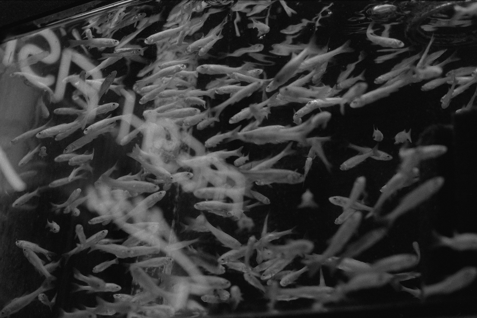 Sandy's Pet Shop, KY, Nov. 2023