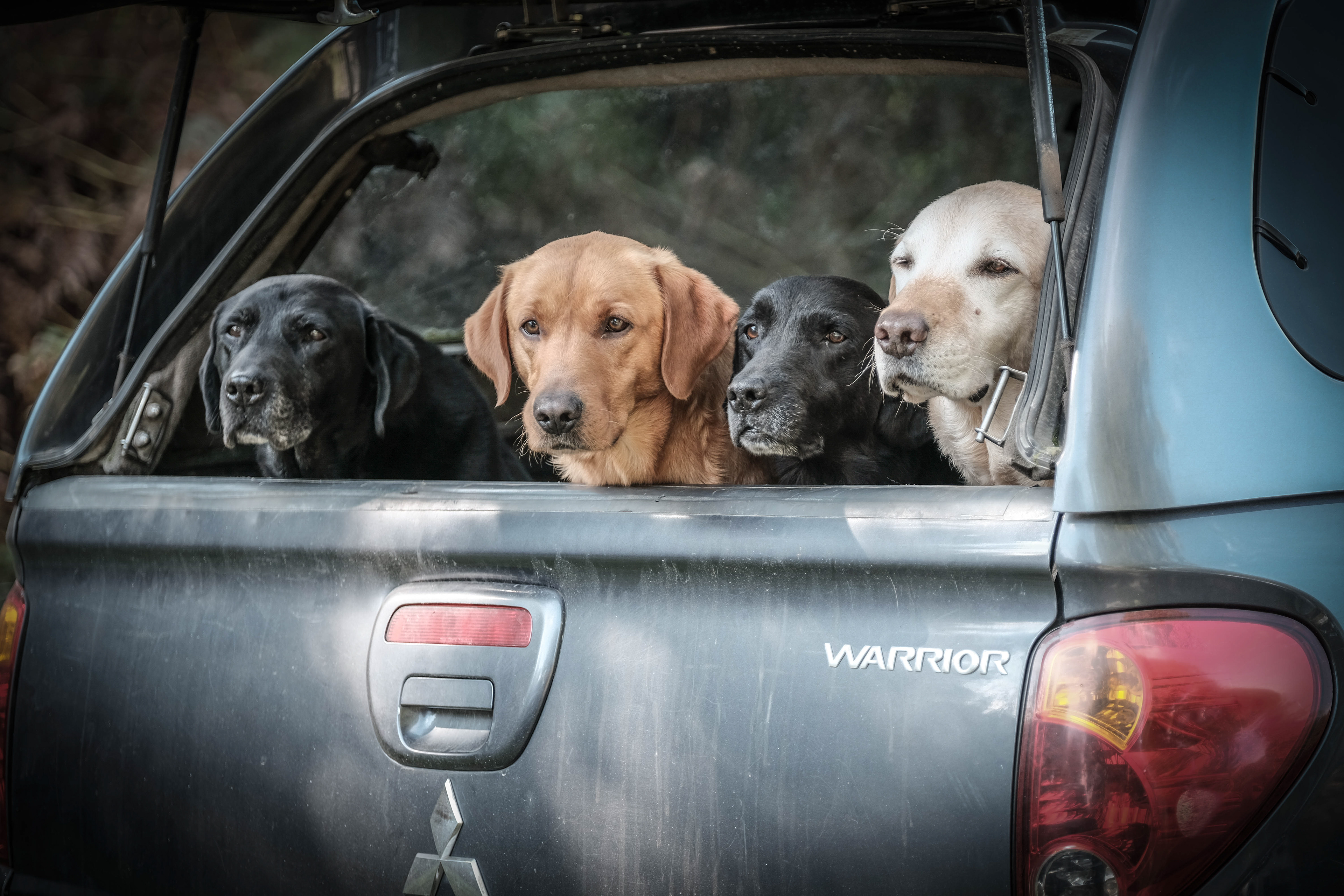 Dolly & The Gun Dogs