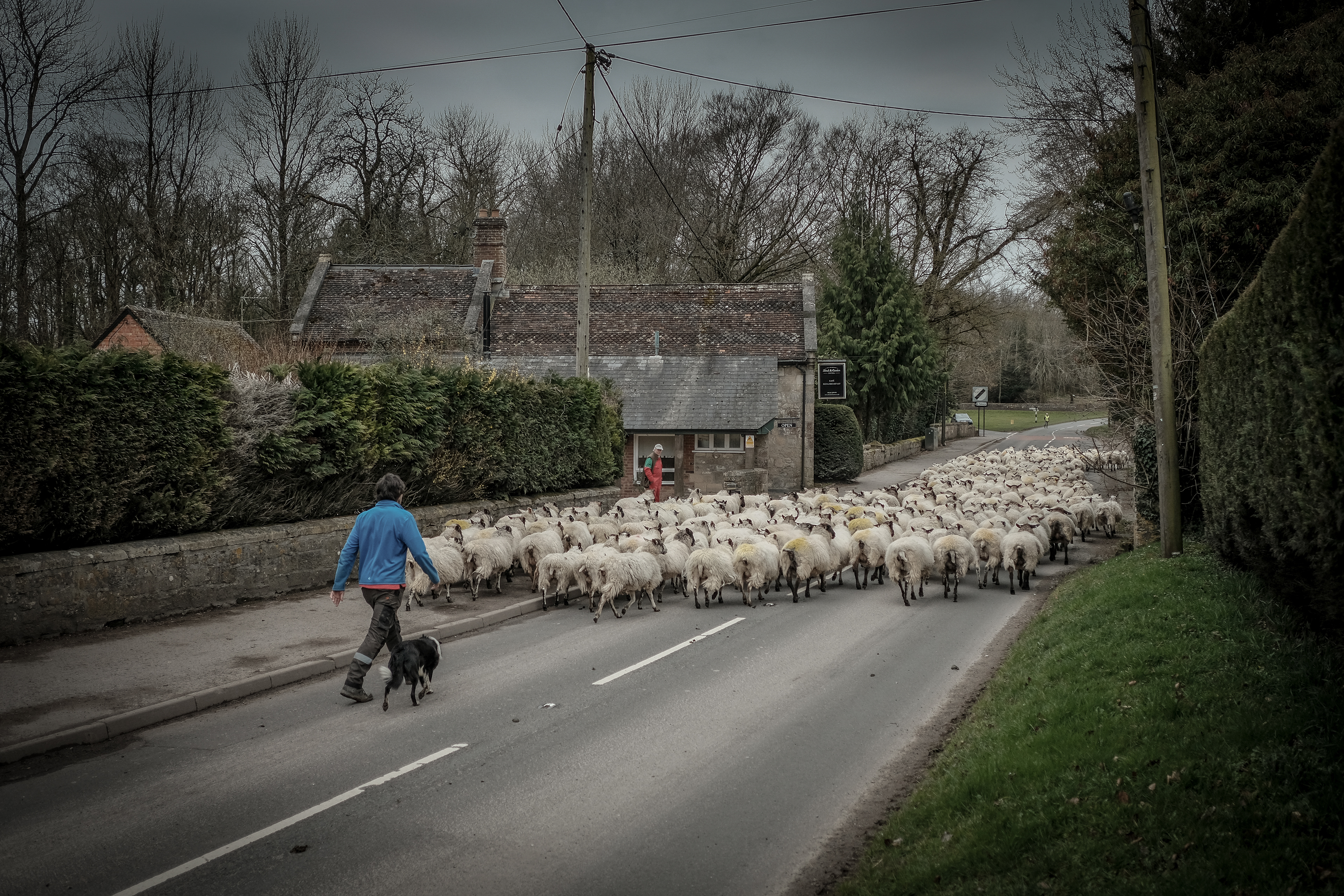 Herding The Sheep