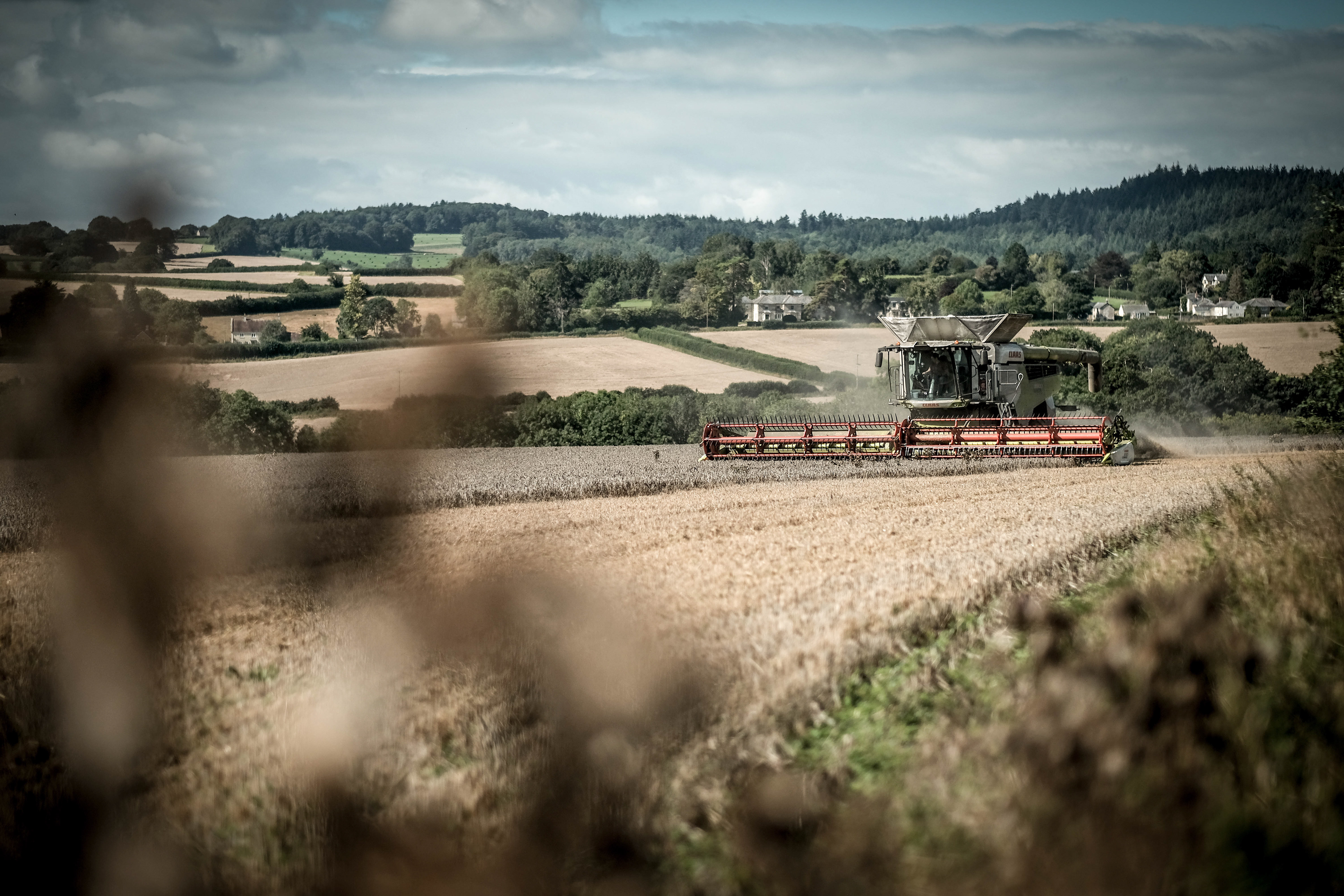 Harvest Above Tisbury