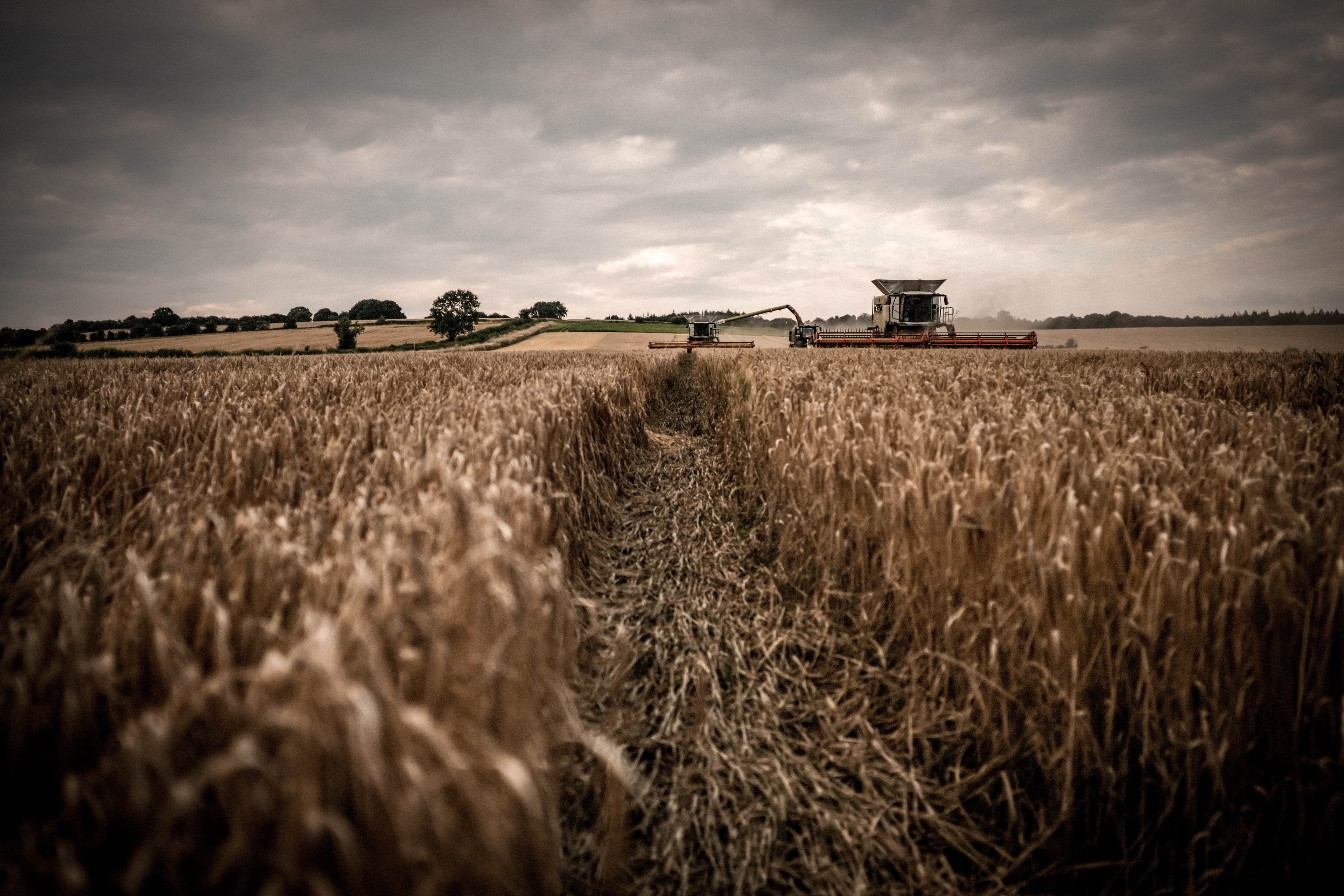 Beating The Rain To Harvest