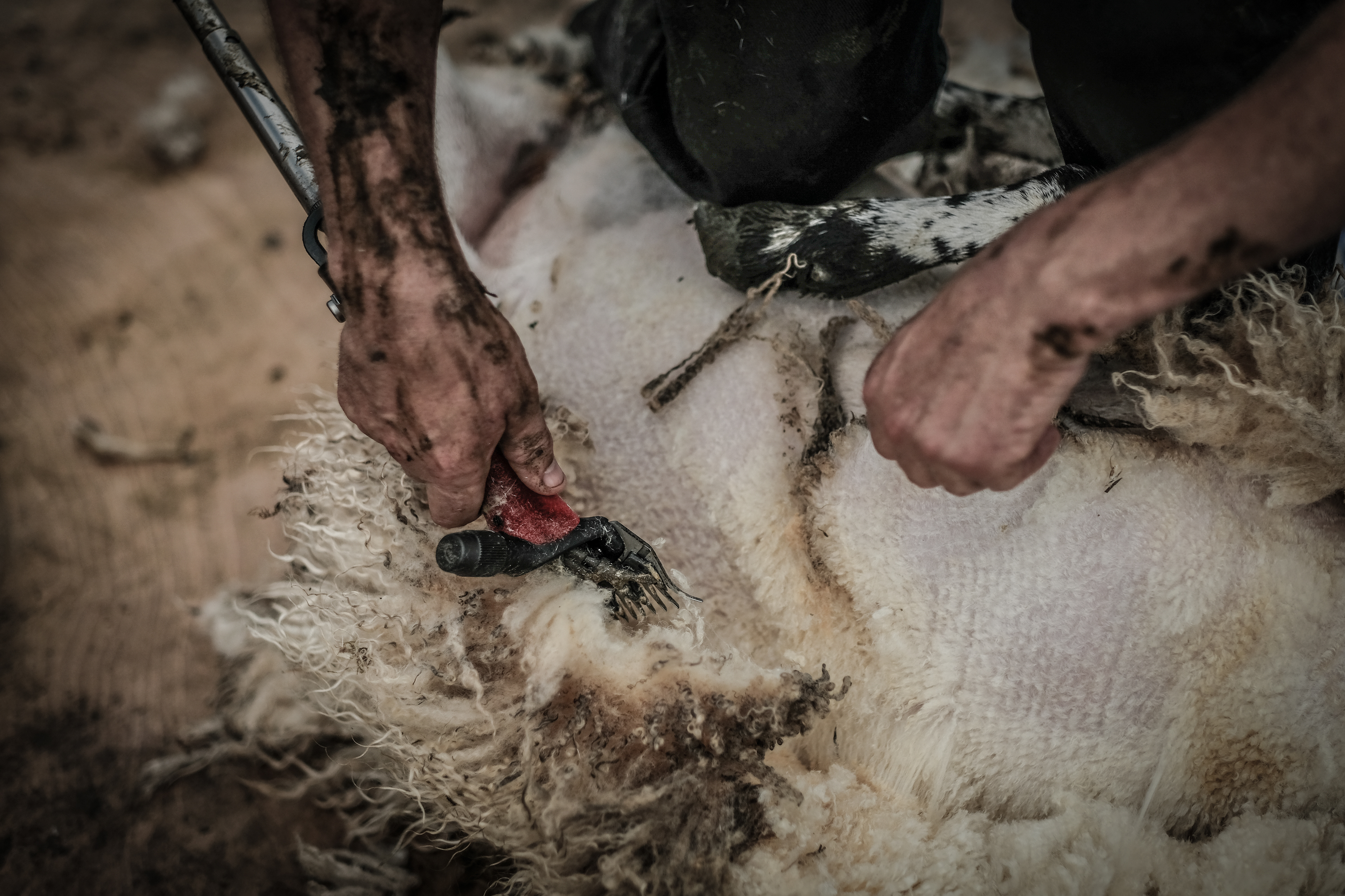 Sheep Shearing