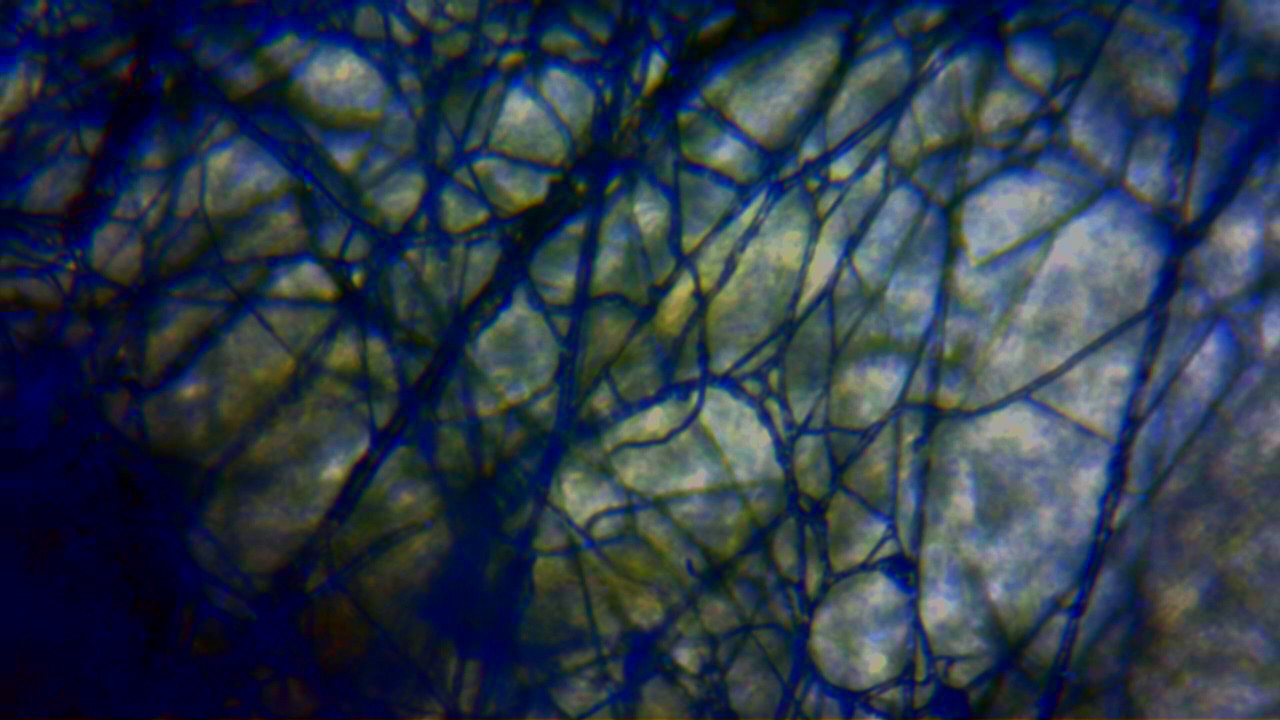 mycelium ascomycota
