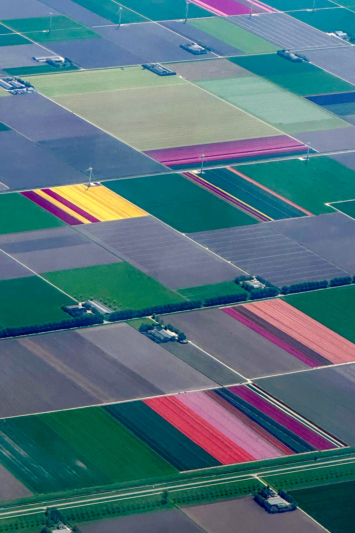 Tulip View From Above