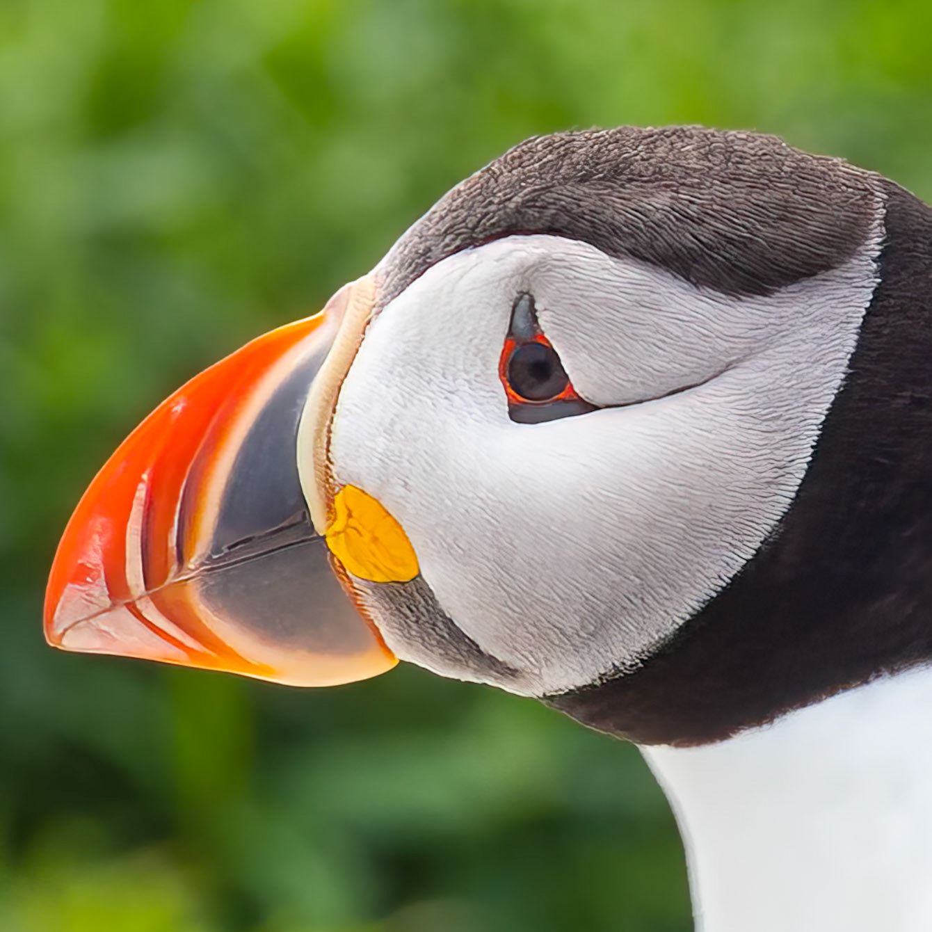 Up Close and Personal