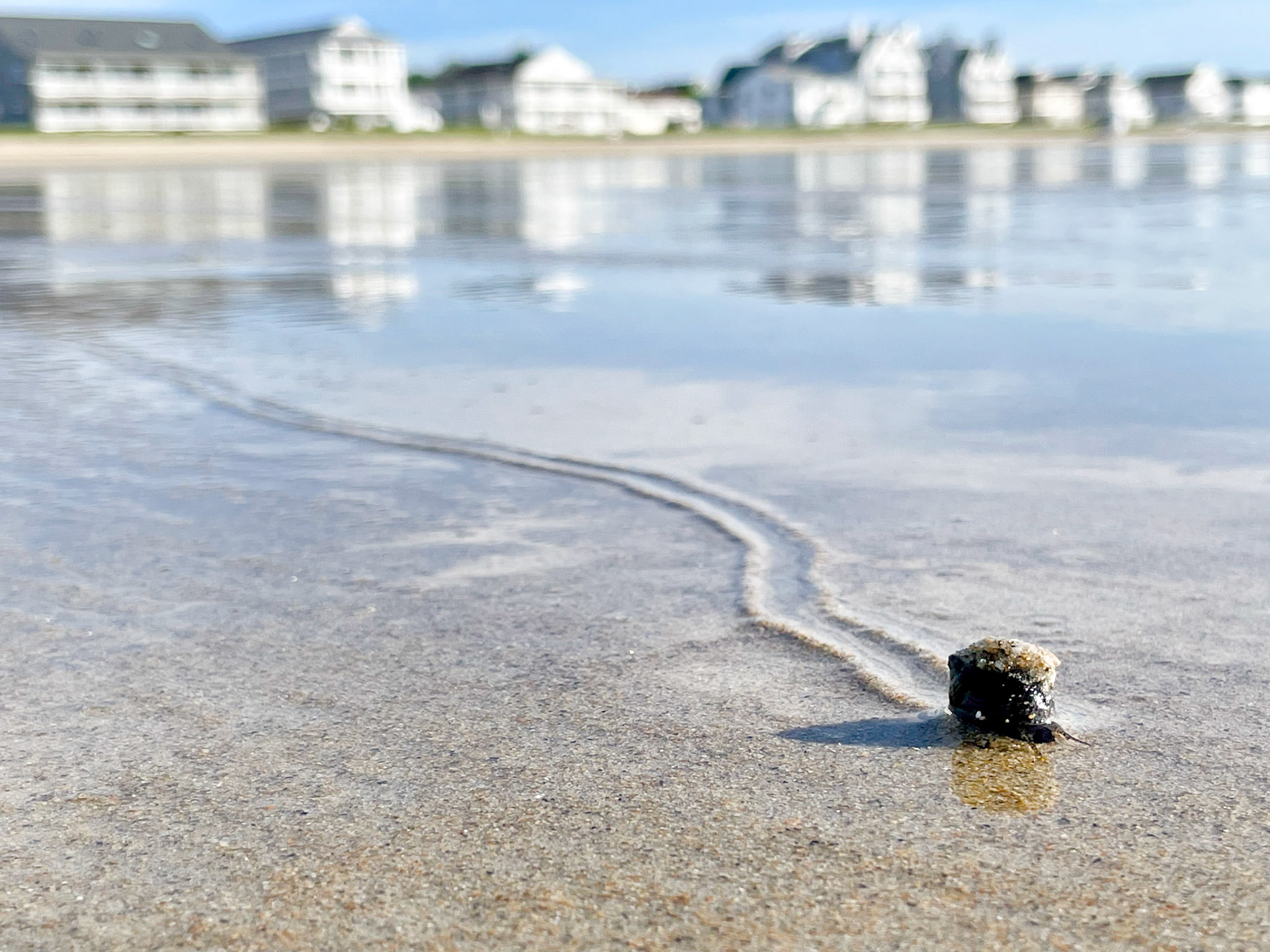 Just Keep Snailin'...