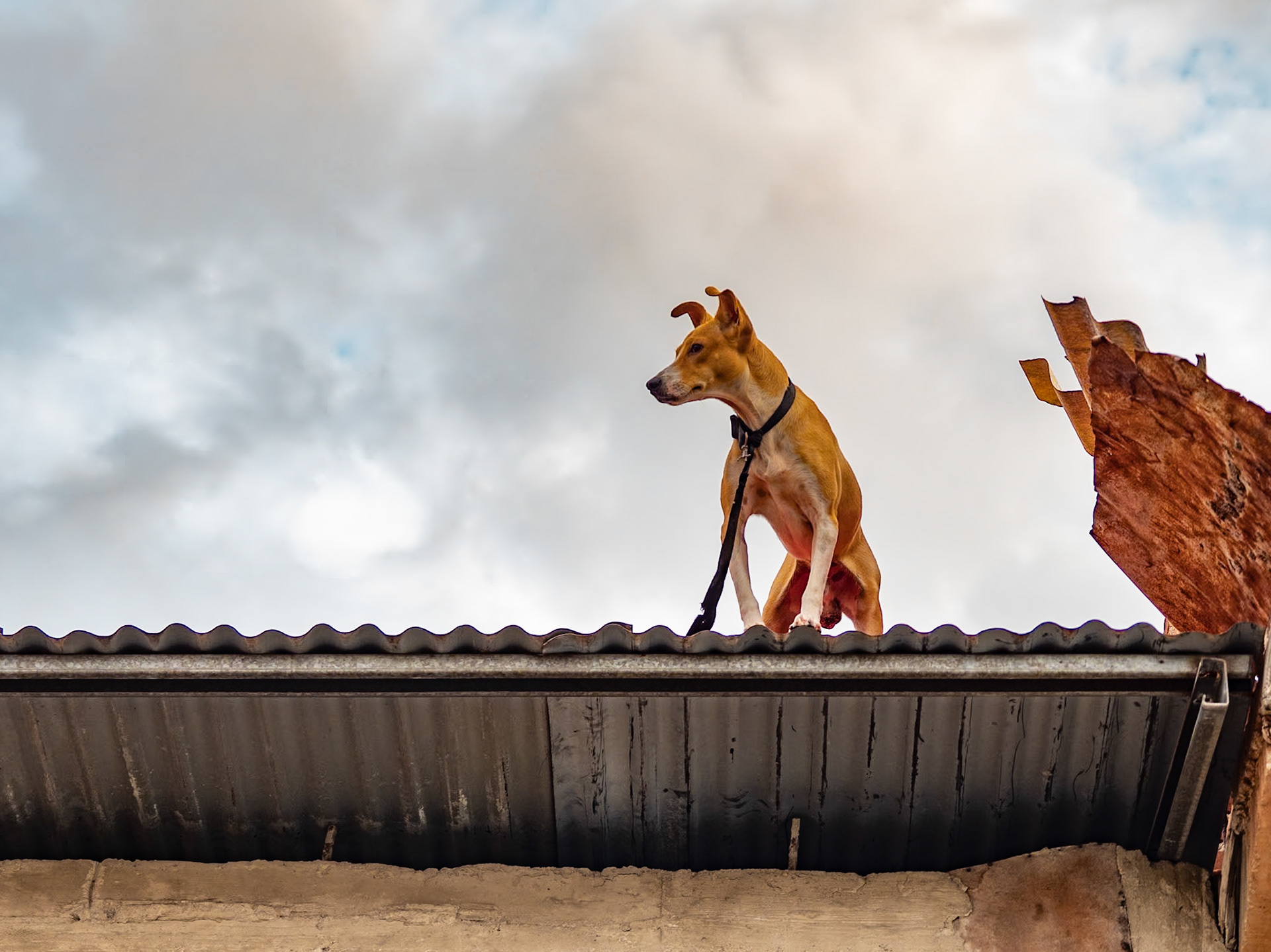 Dog on a Hot Tin Roof