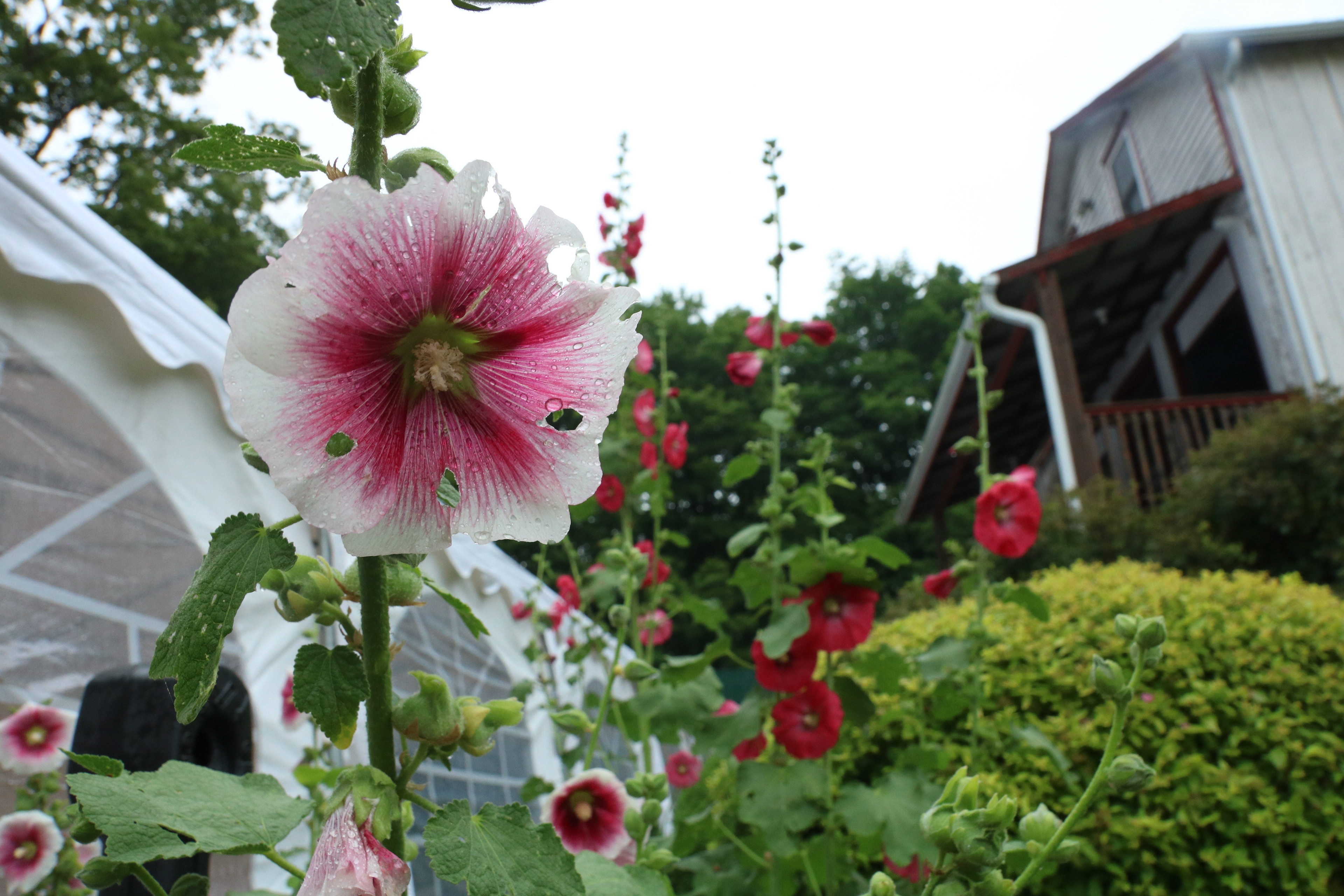 Pink flower in front of event tent and Jakeman's gift shop.