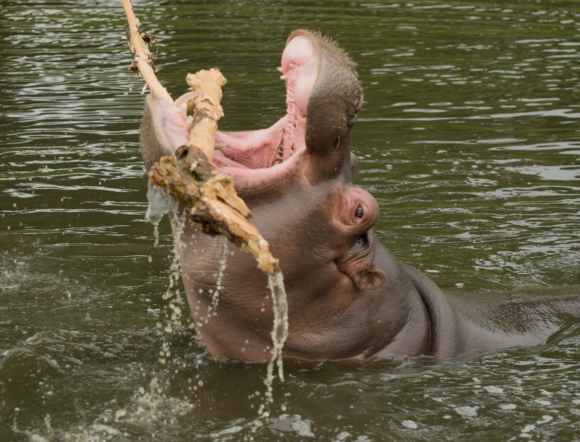 Hippo at WHipsnade Zoo