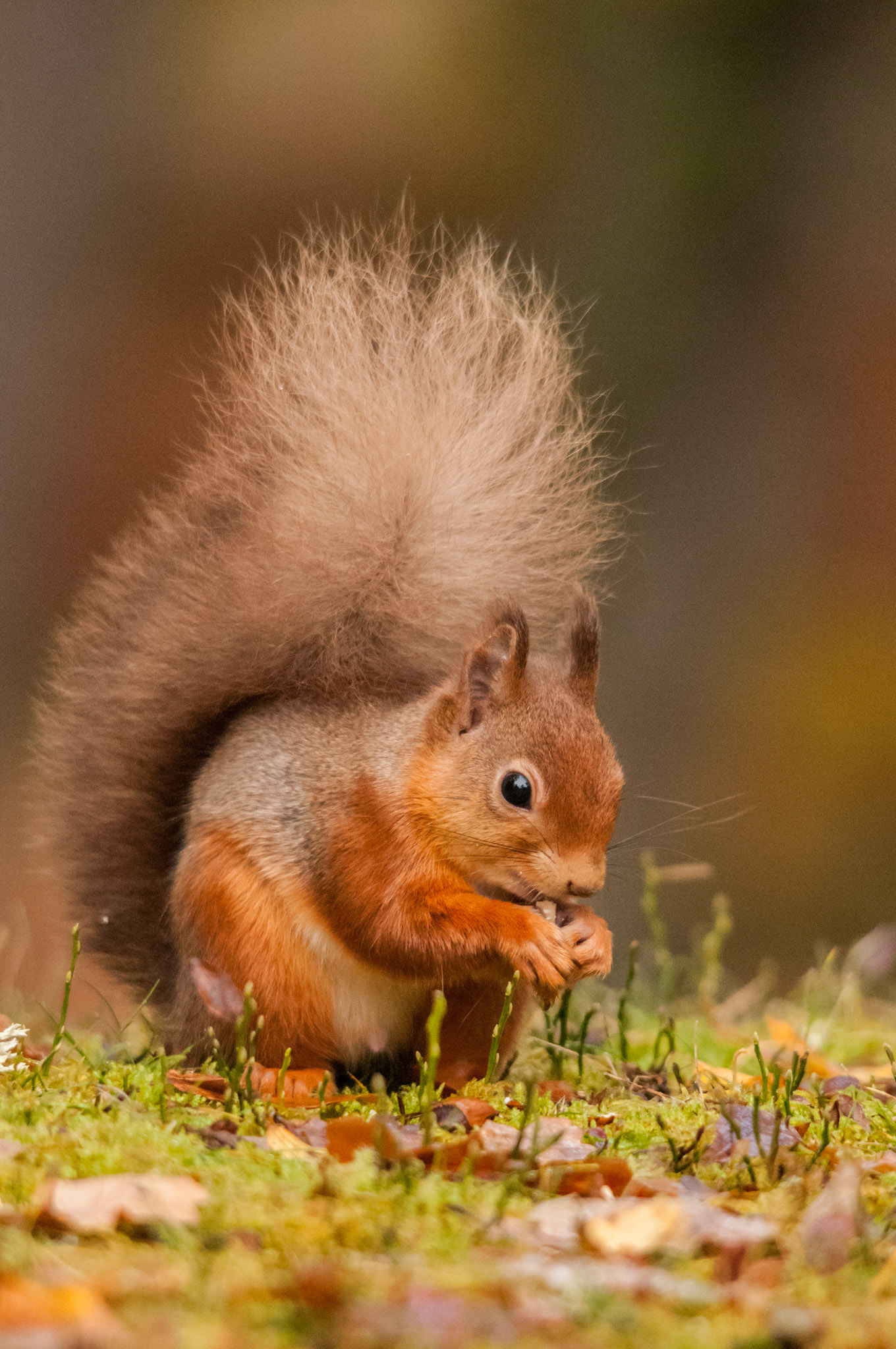 Red Squirrel