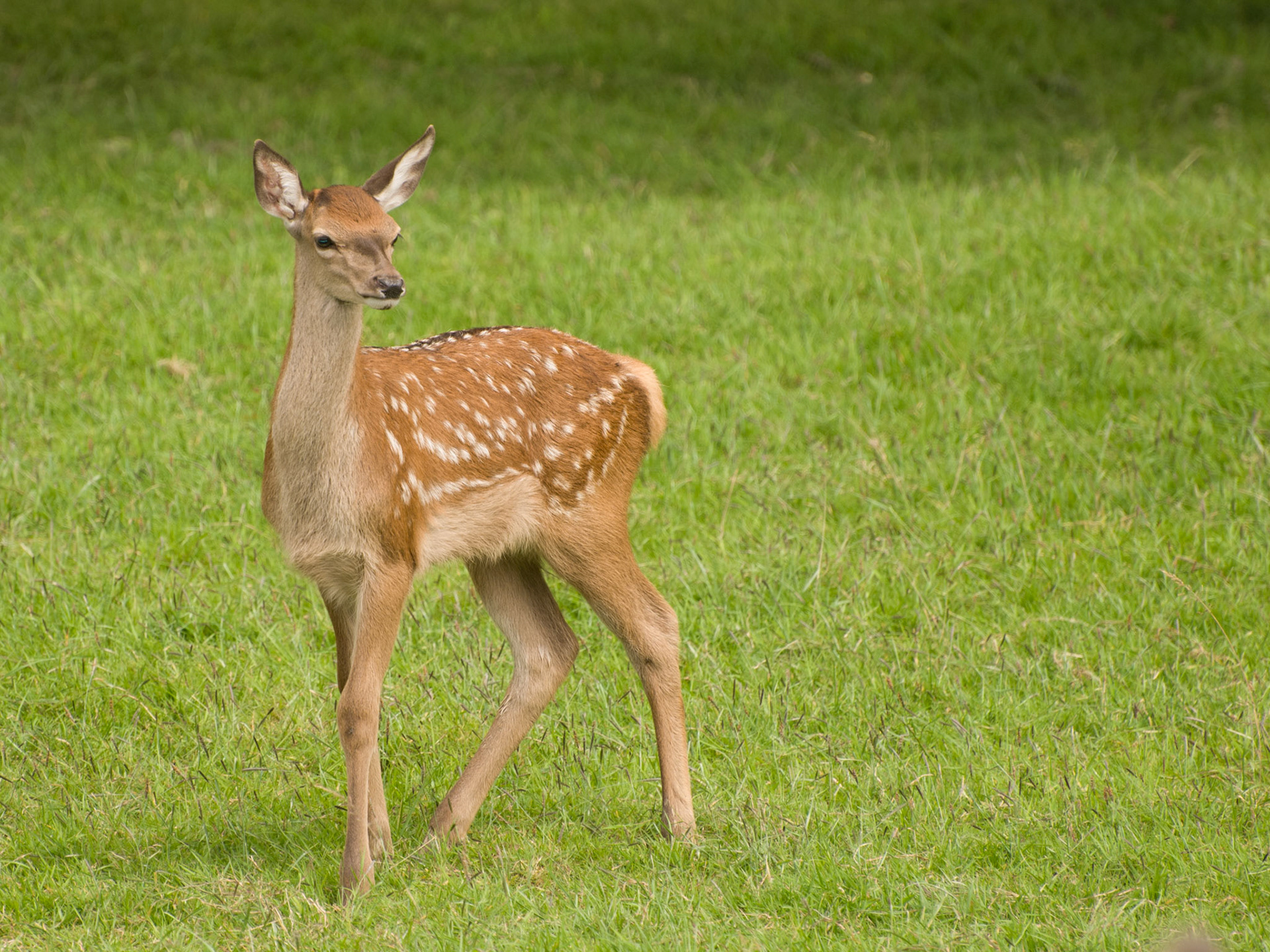 Fallow Deer Fawn at the British Wildlife Centre