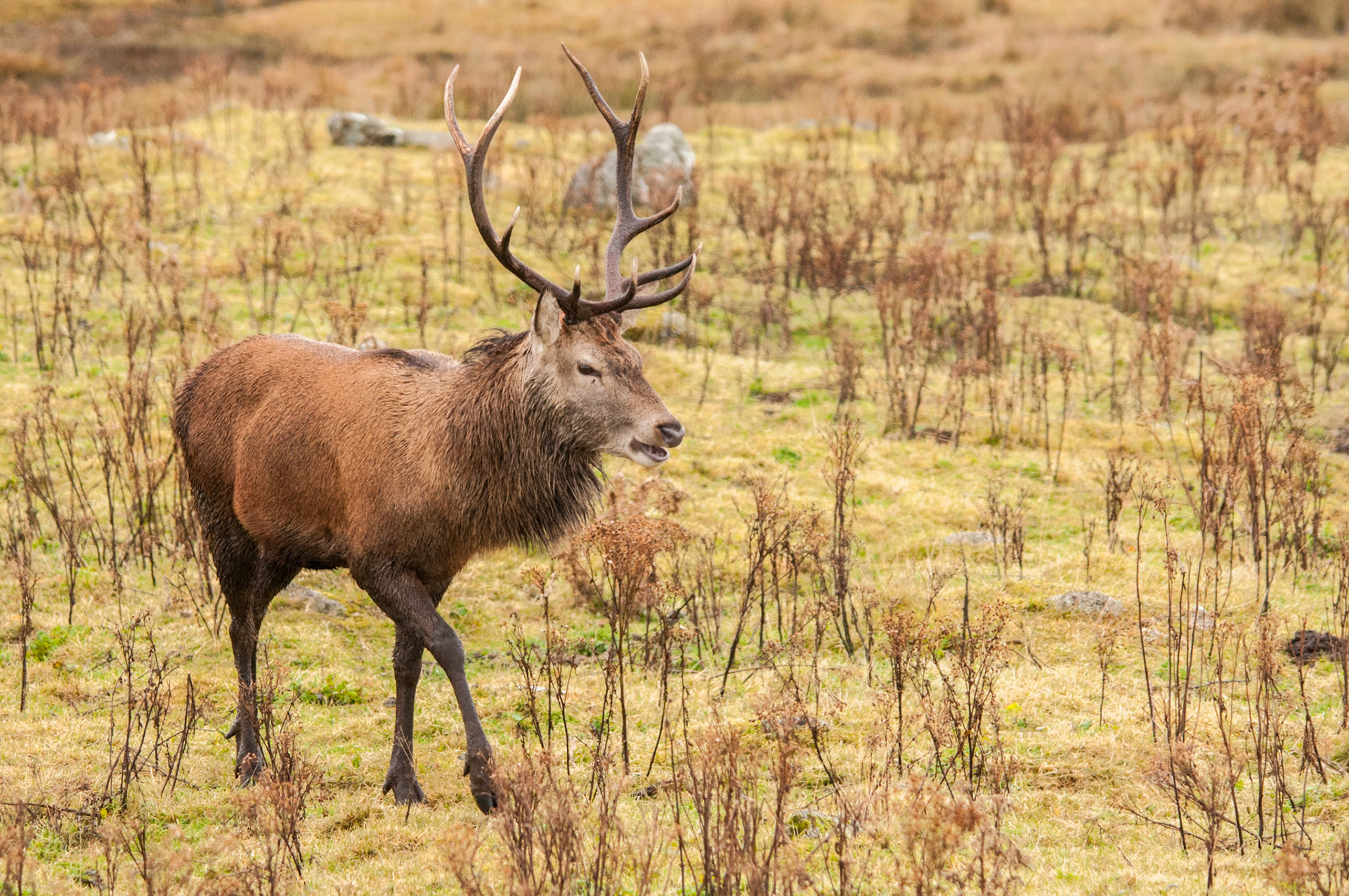 Red Deer Stag