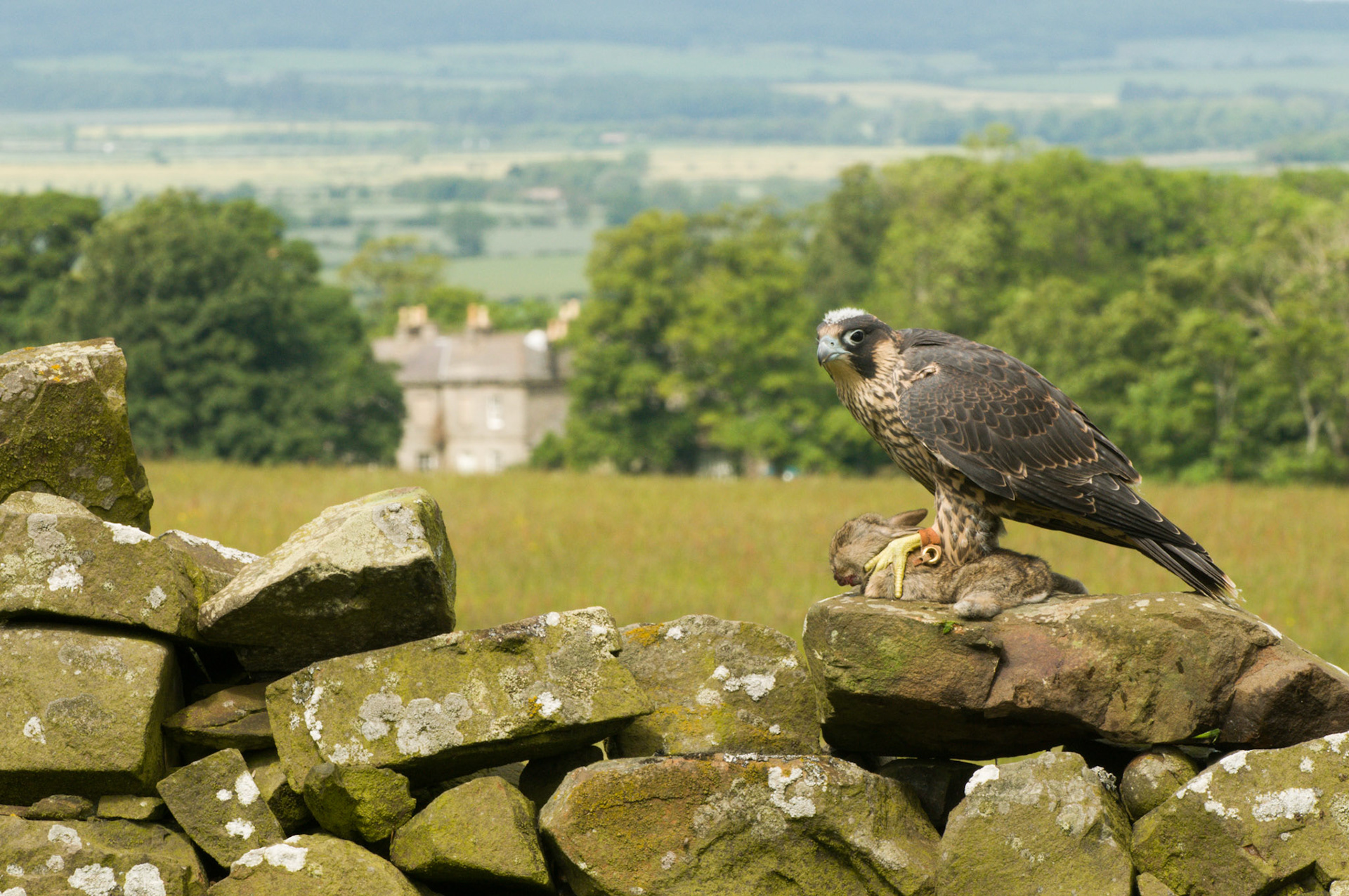 Young Perigrine Falcon with falconer in Bamburgh