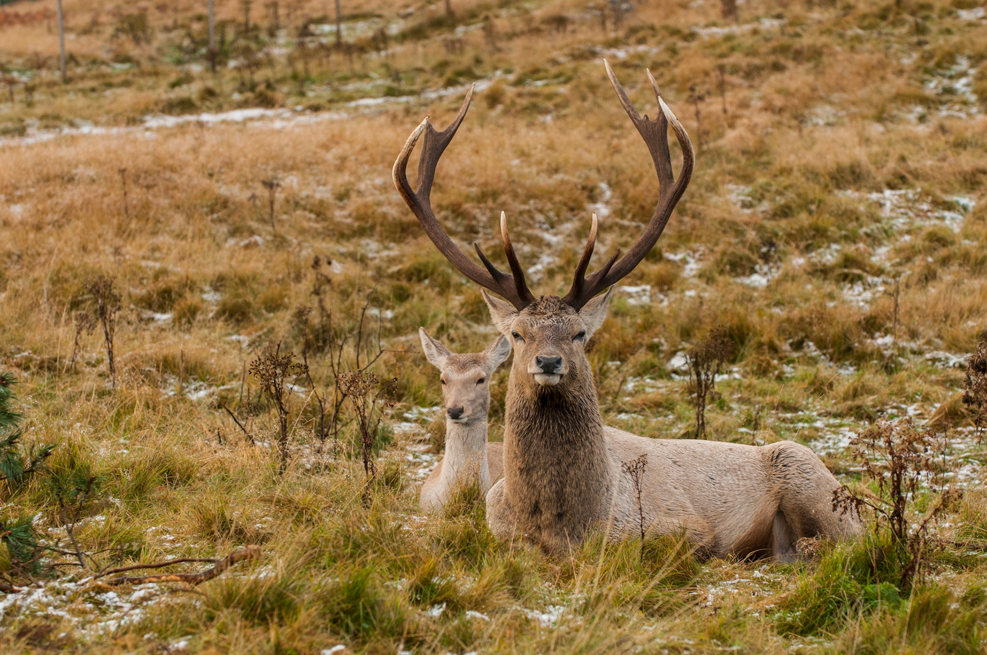 Bukhara Deer Stag