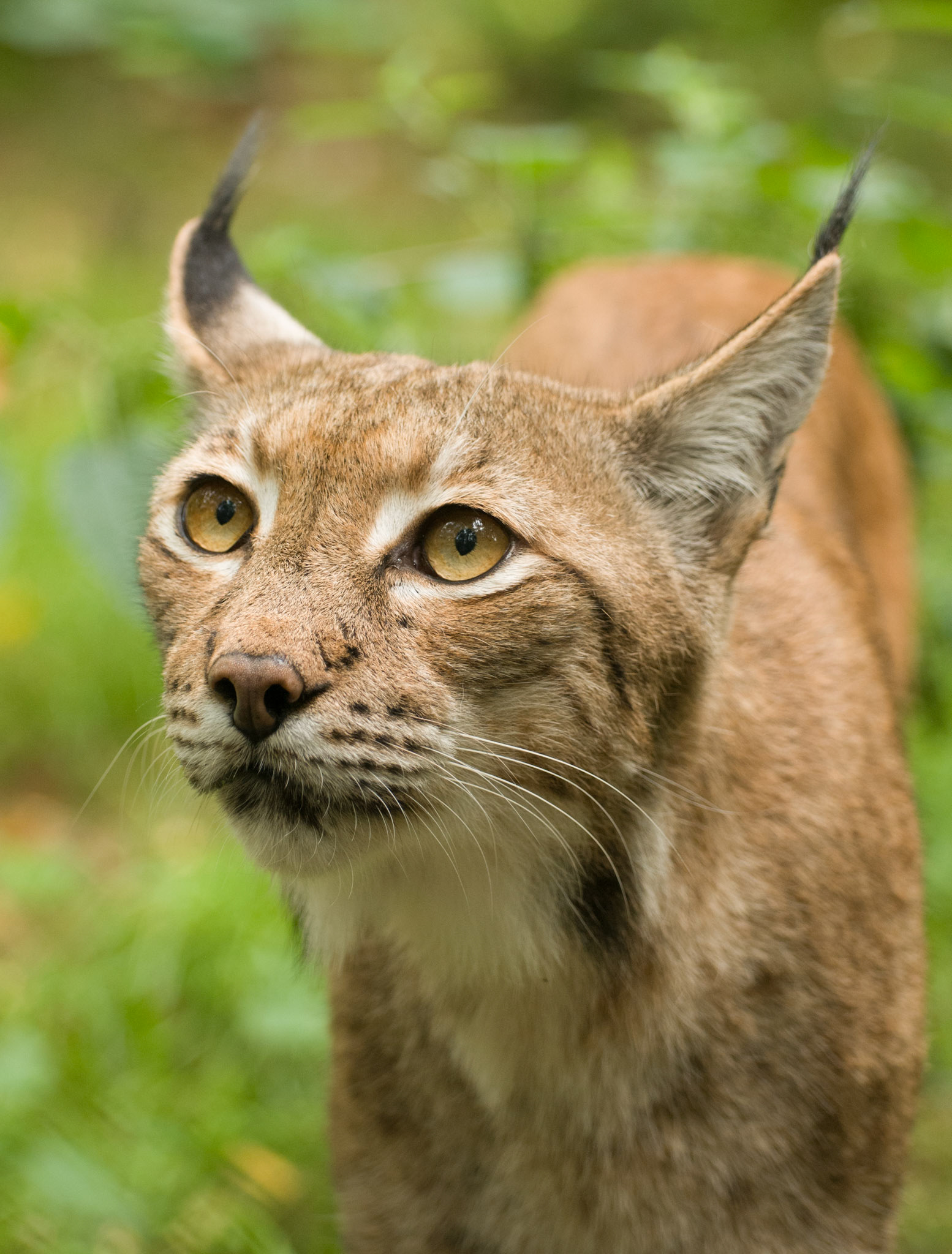European Lynx at Wildwood Wildlife Park