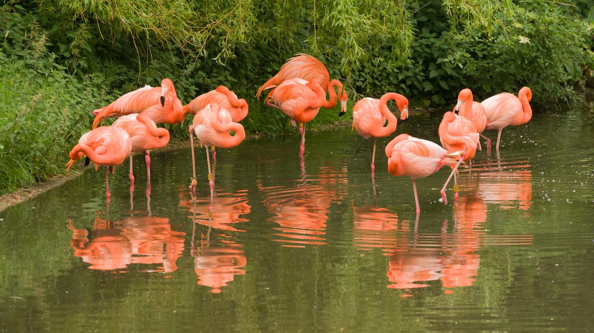 Flamingos at Whipsnade Zoo