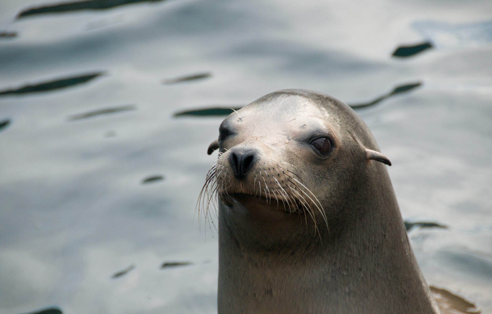 California Sealion at Seaworld Orlando