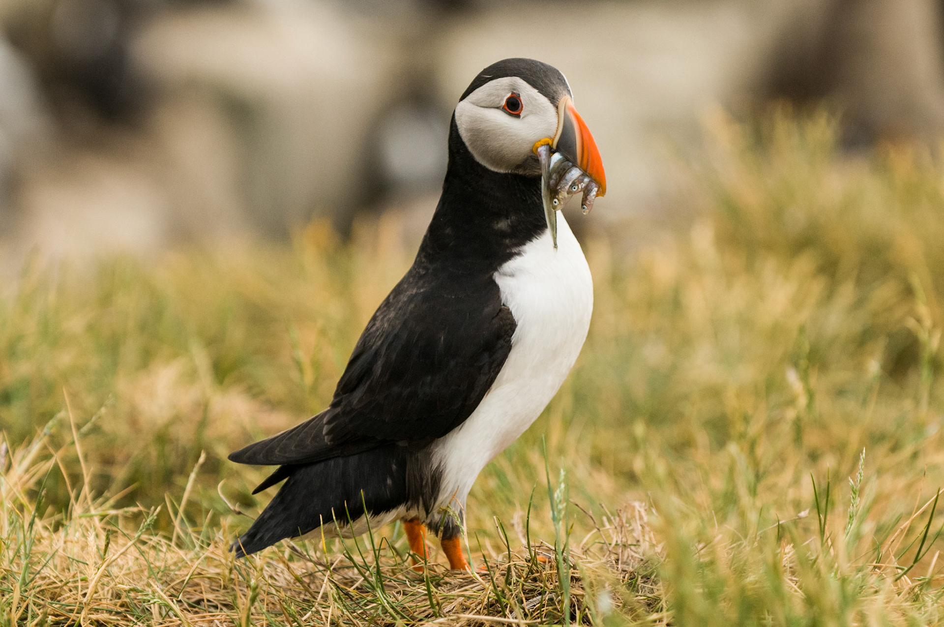 Puffin on Staple Island