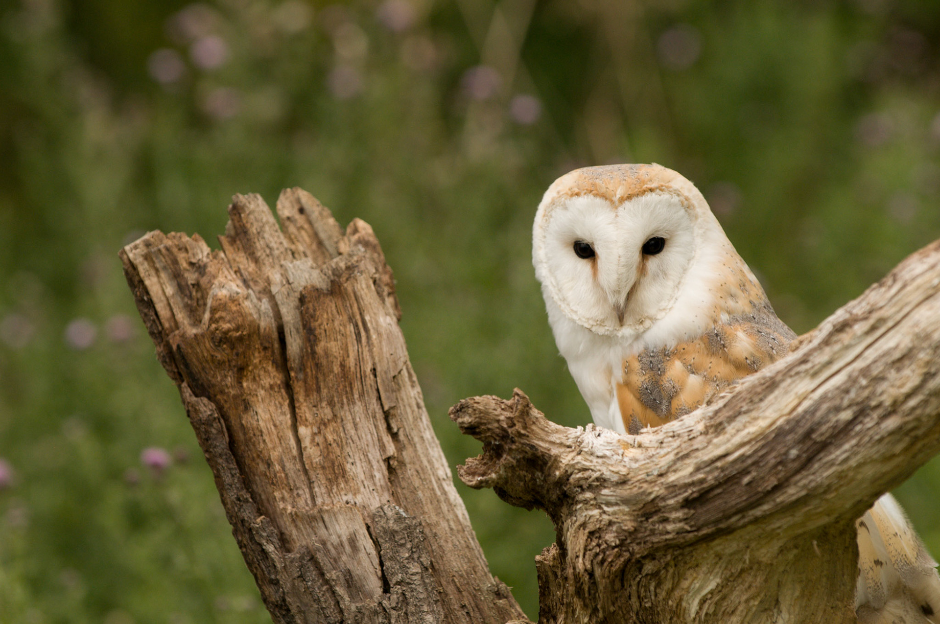 Barn Owl with falconer in Whissendine