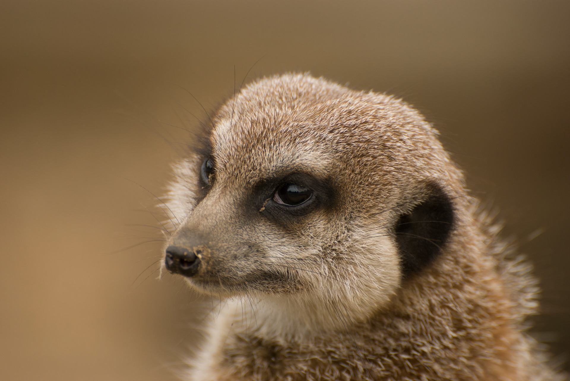 Meerkat at Hamerton Zoo