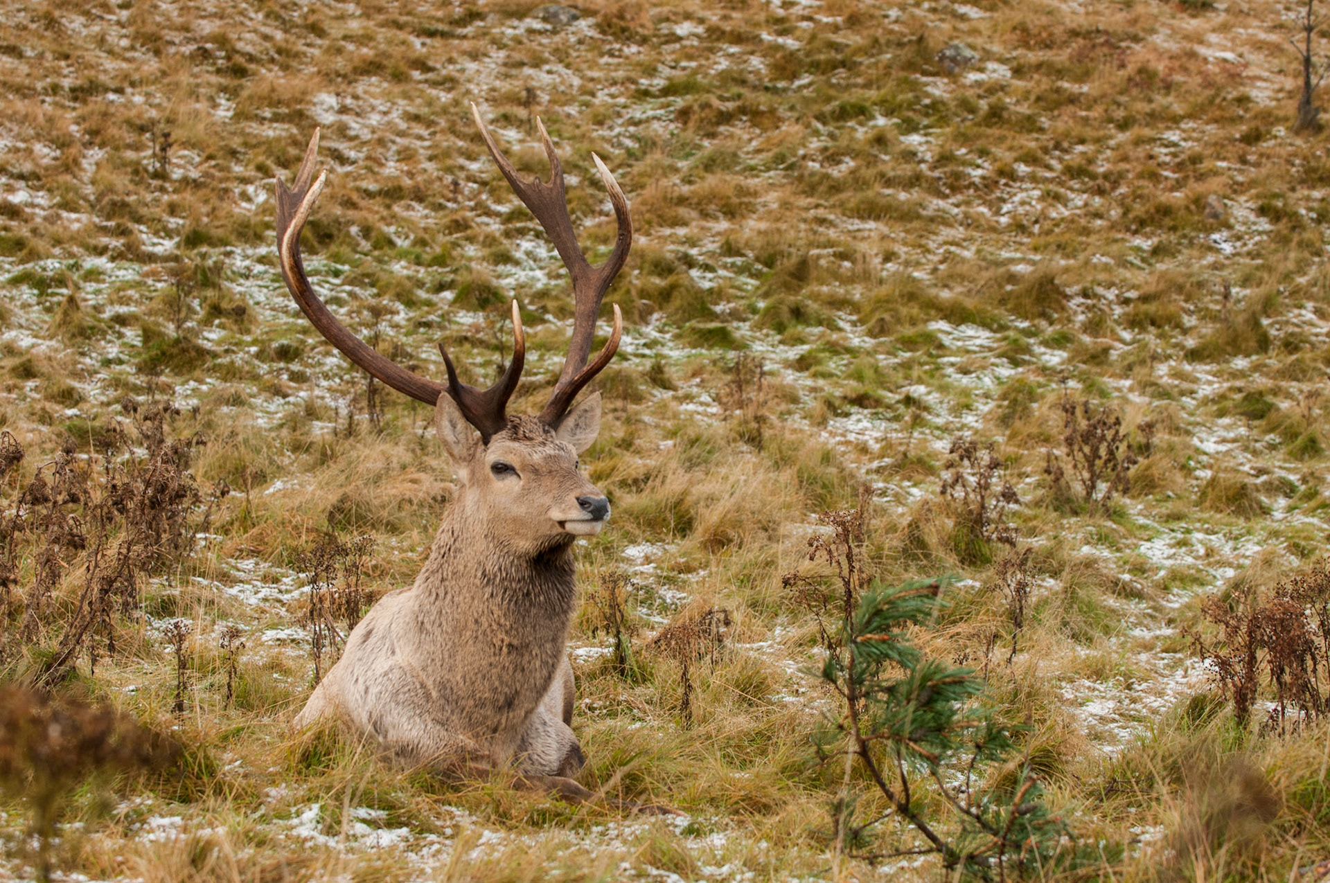 Bukhara Deer Stag
