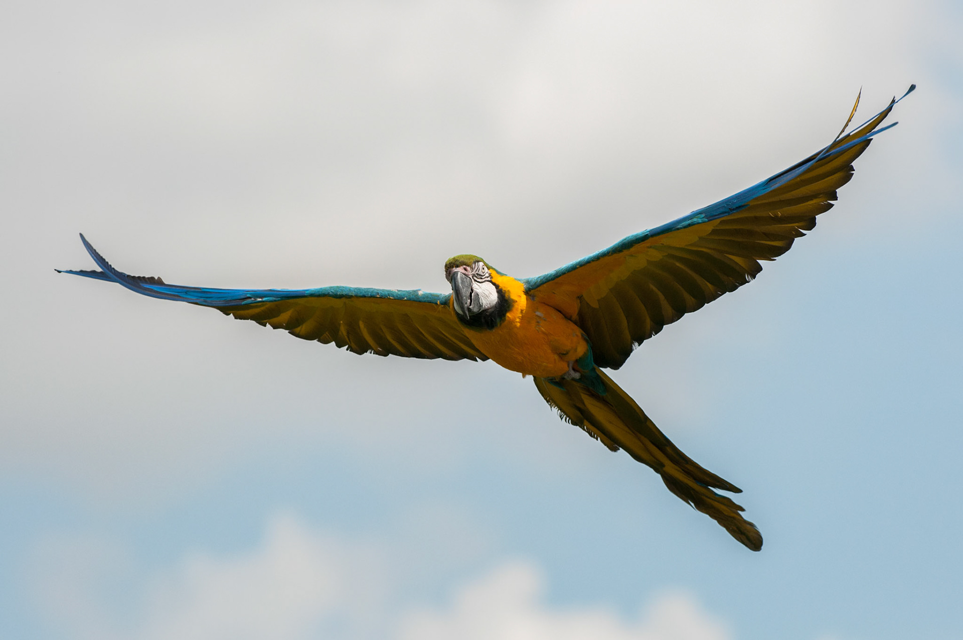 Blue and Yellow Macaw