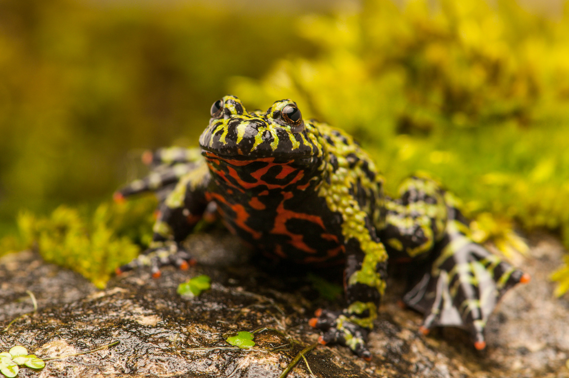 Fire Bellied Toad