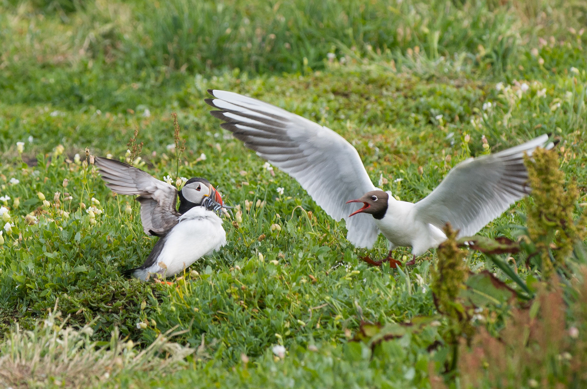 Puffin and Black Headed Gull having a disagreement on Inner Farne