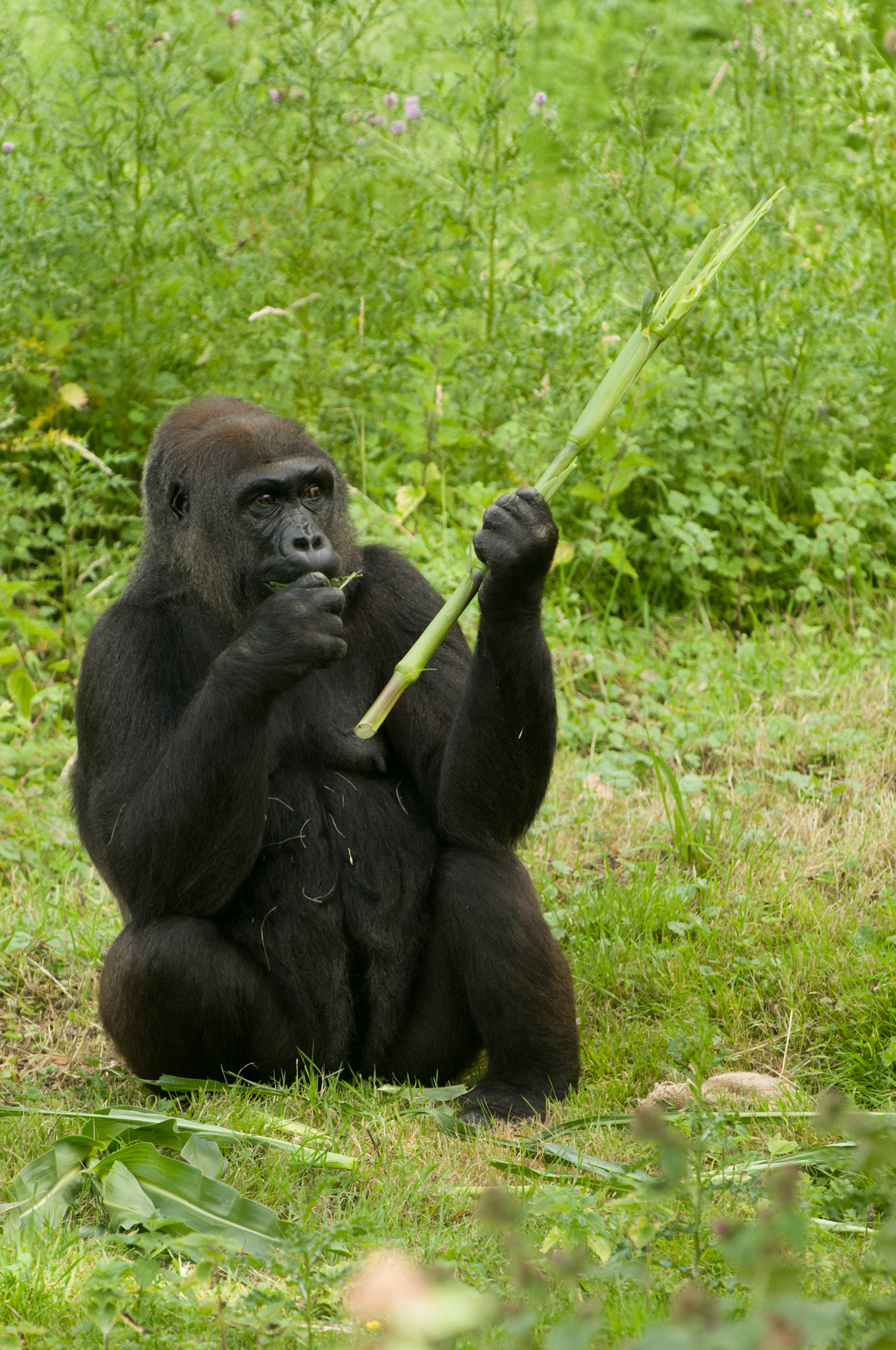 Gorilla at Port Lympne Wild Animal Park