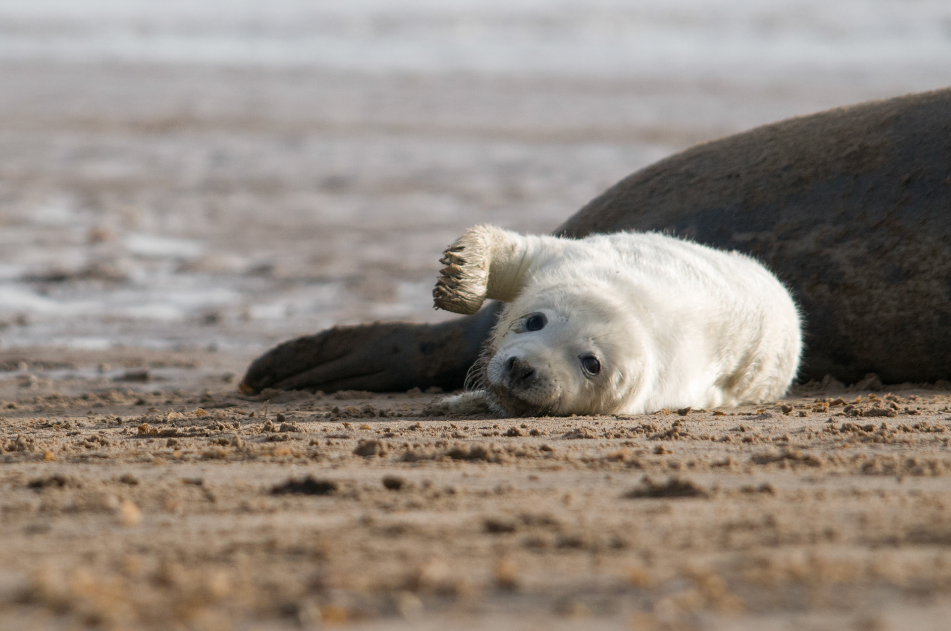 Grey Seal Pup at Donna Nook