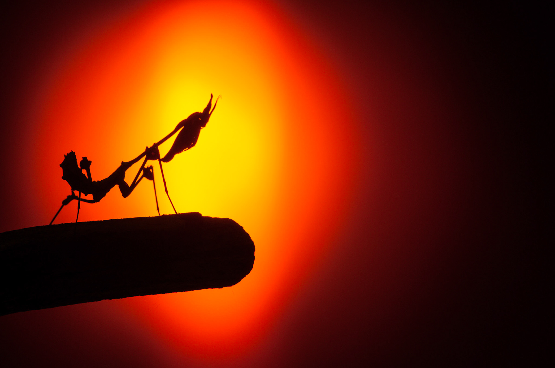 Violin Mantis under simulated sunset