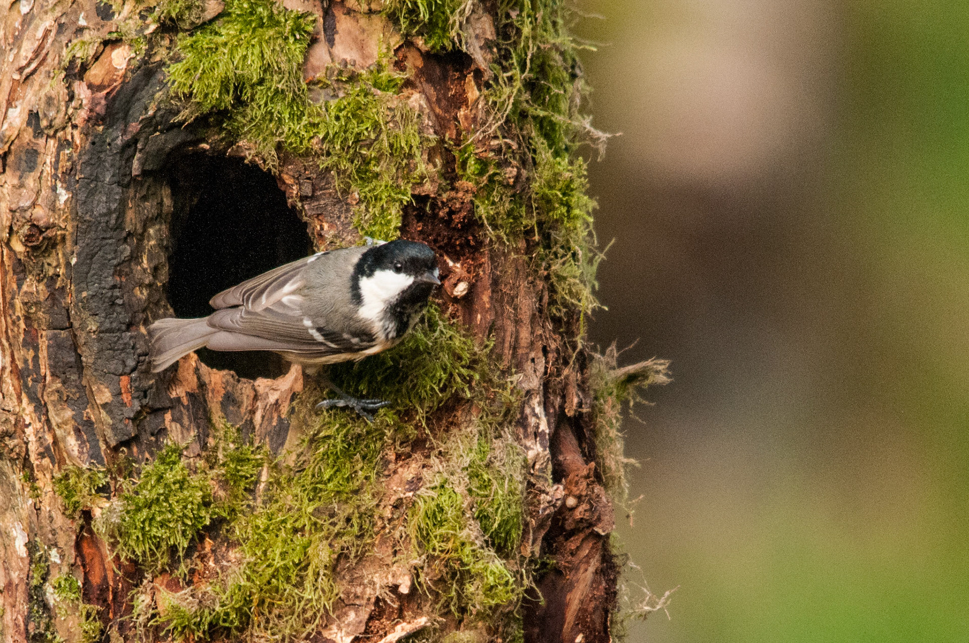 Coal tit taken at a privately hired hide in South West Scotland