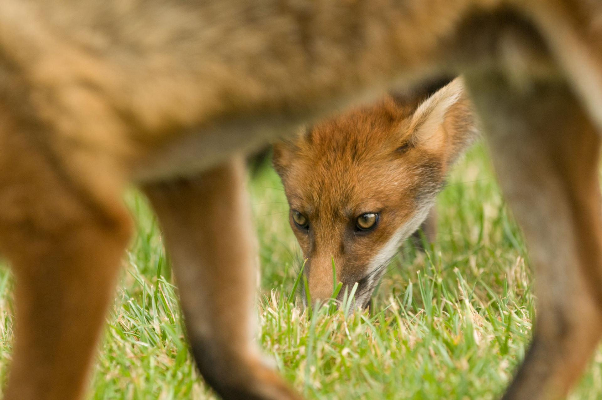 Red Fox Cub at the British Wildlife Centre