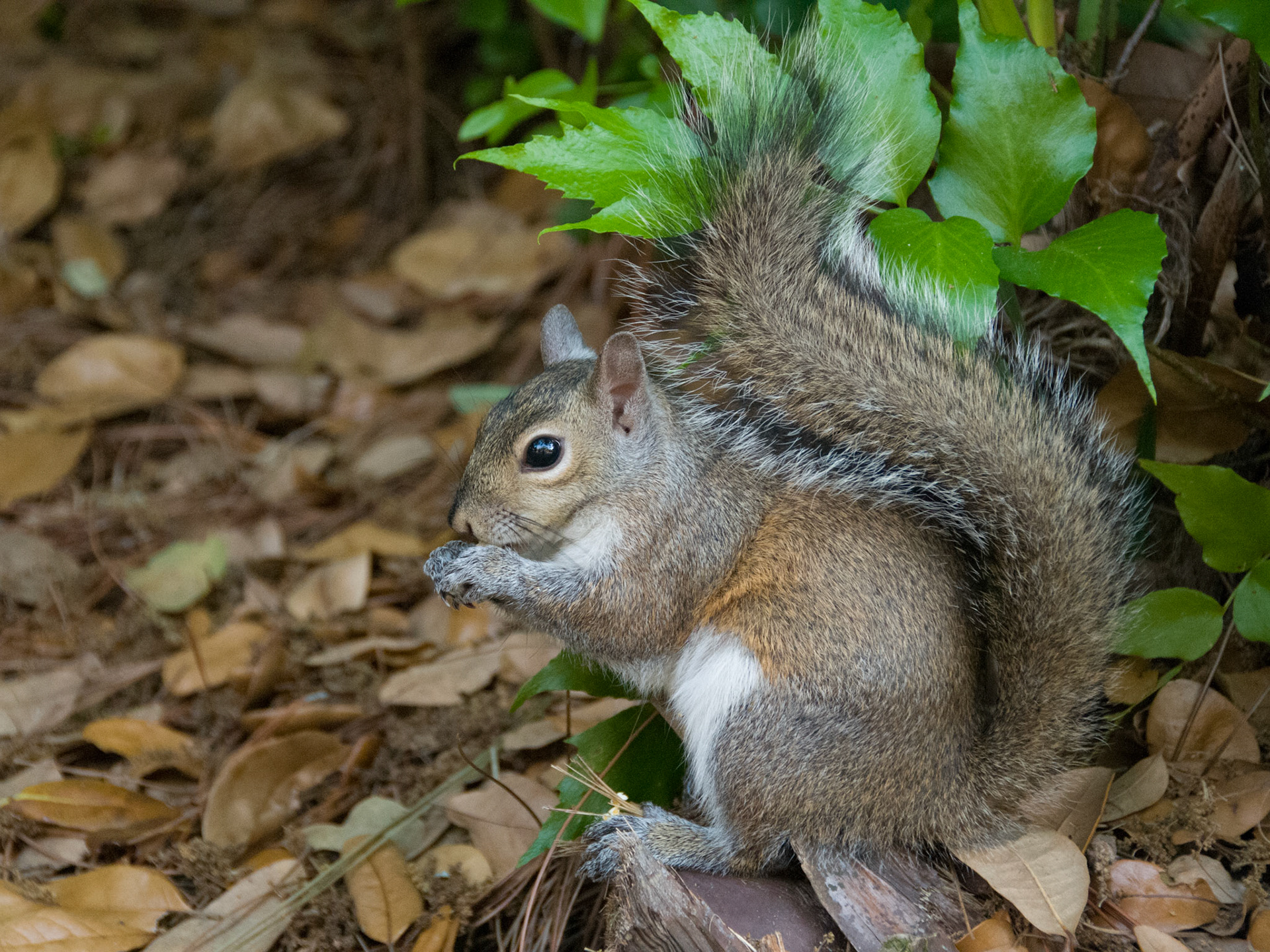 Eastern Grey Squirrel milling around at Seaworld Orlando