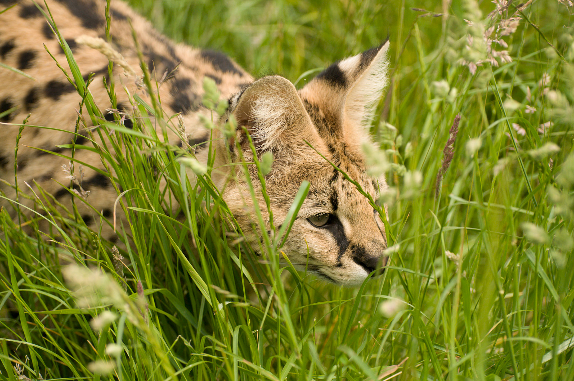 Serval at Wildlife Heritage Foundation