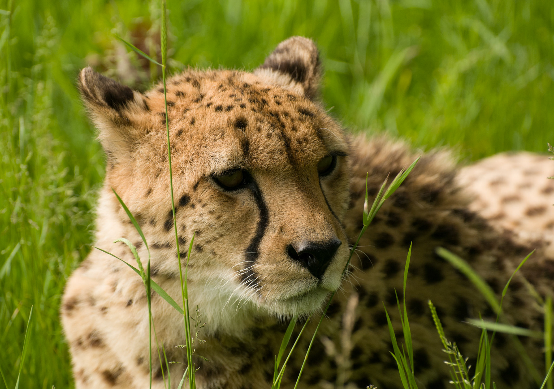 Cheetah at Wildlife Heritage Foundation
