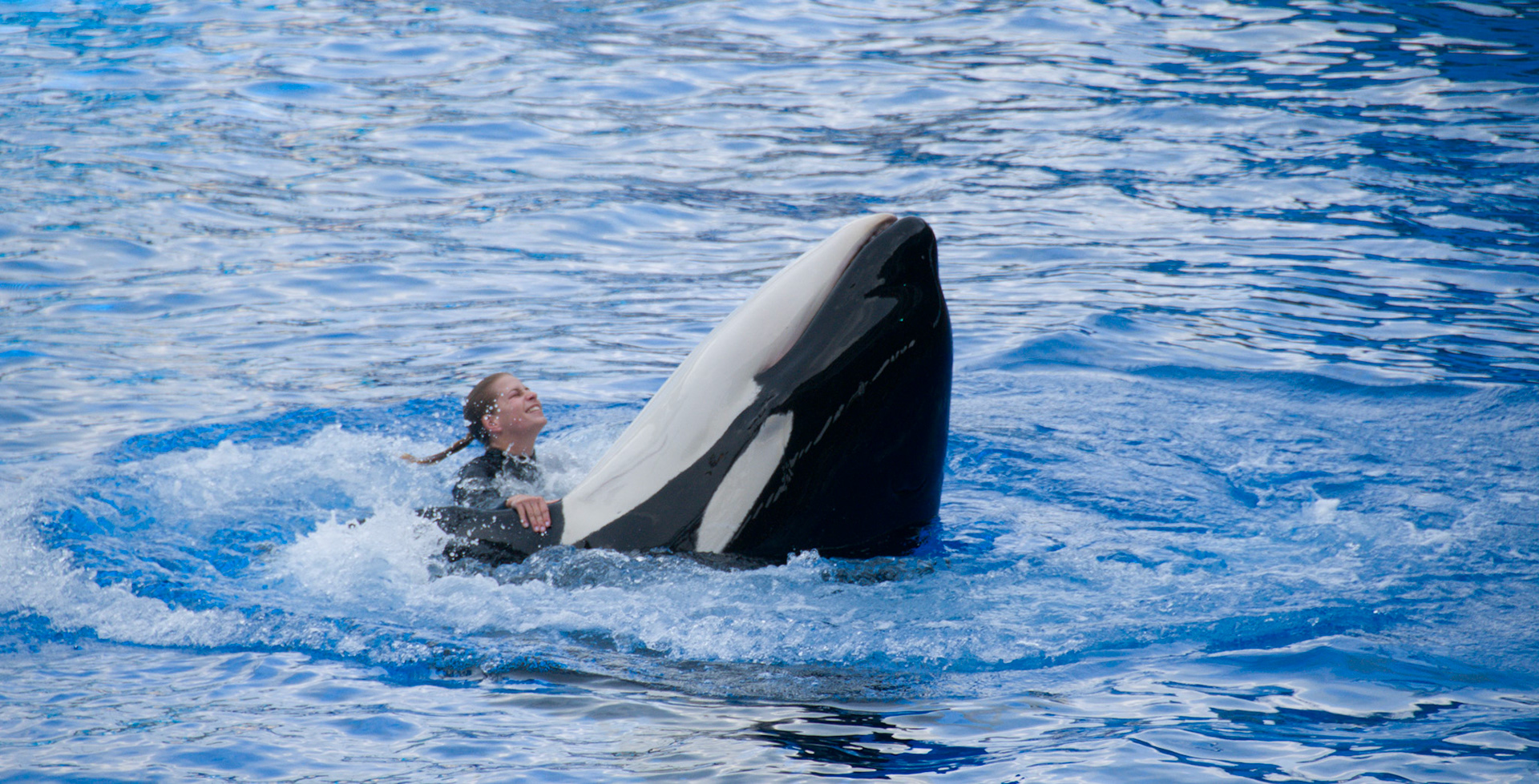 The Shamu Show at Seaworld Orlando