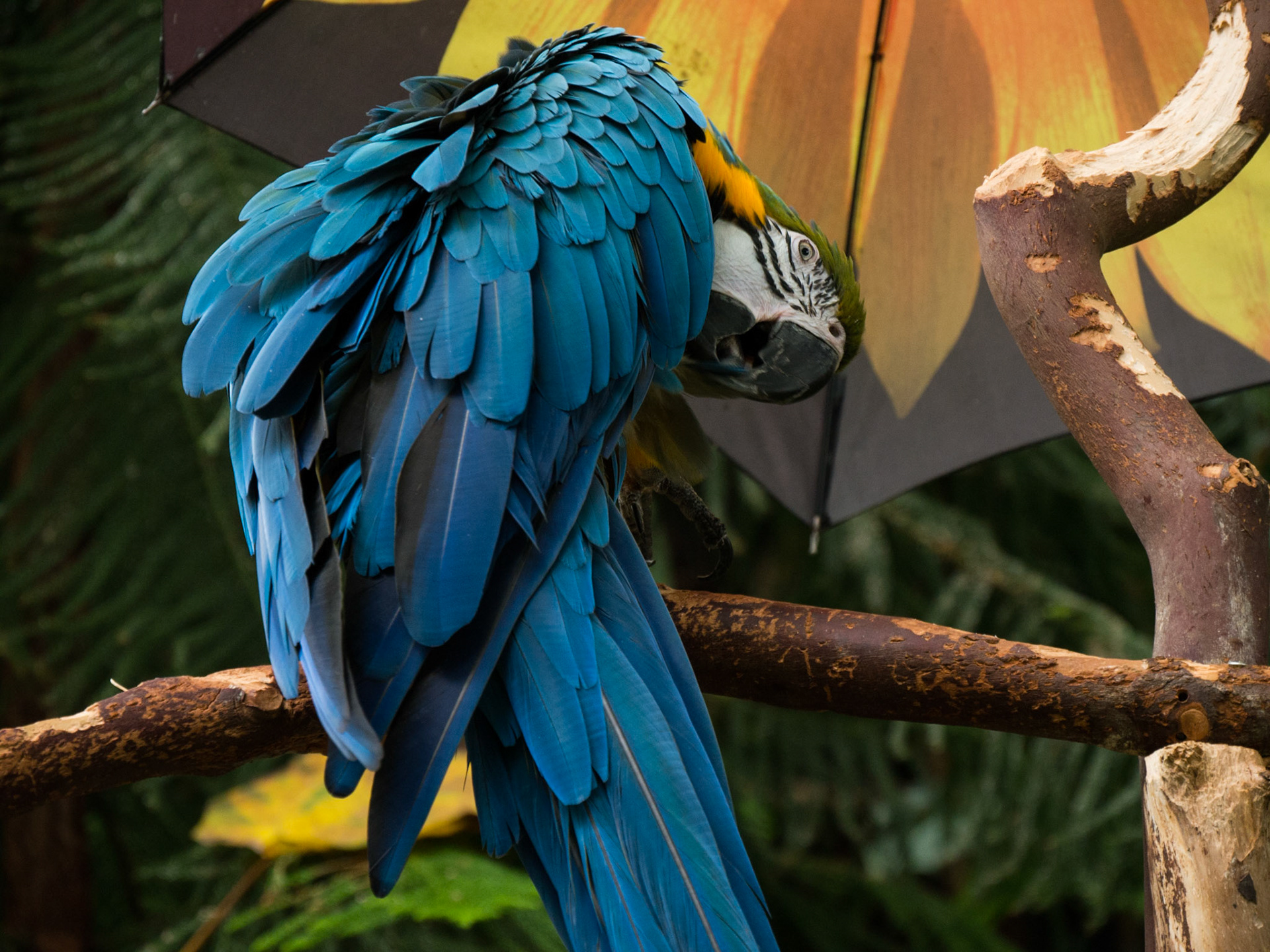 One of the birds at Bloedel Conservatory