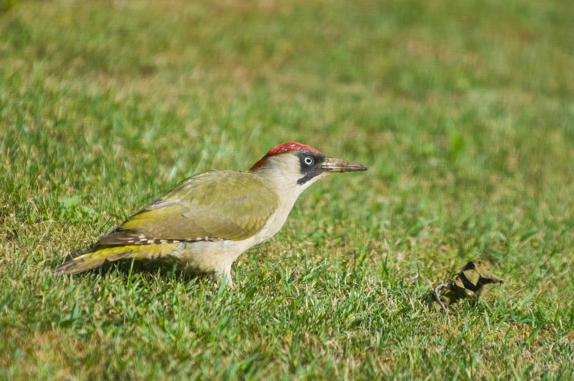 Green Woodpecker outside my work's window in Peterborough
