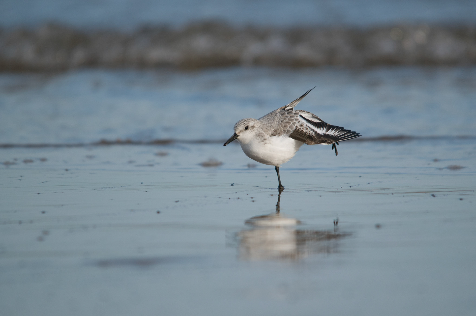Sanderling at Donna Nook