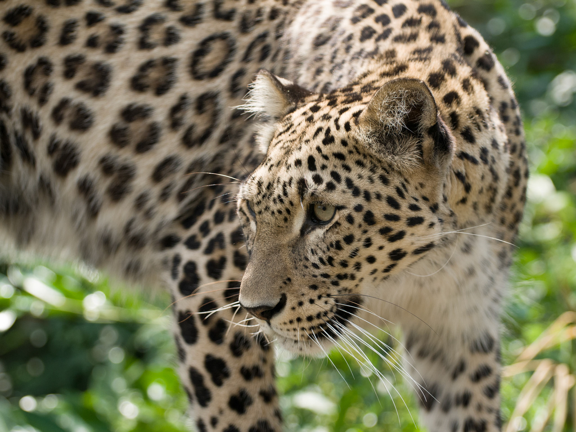 Persian Leopard at Santago Rare Leopard Project