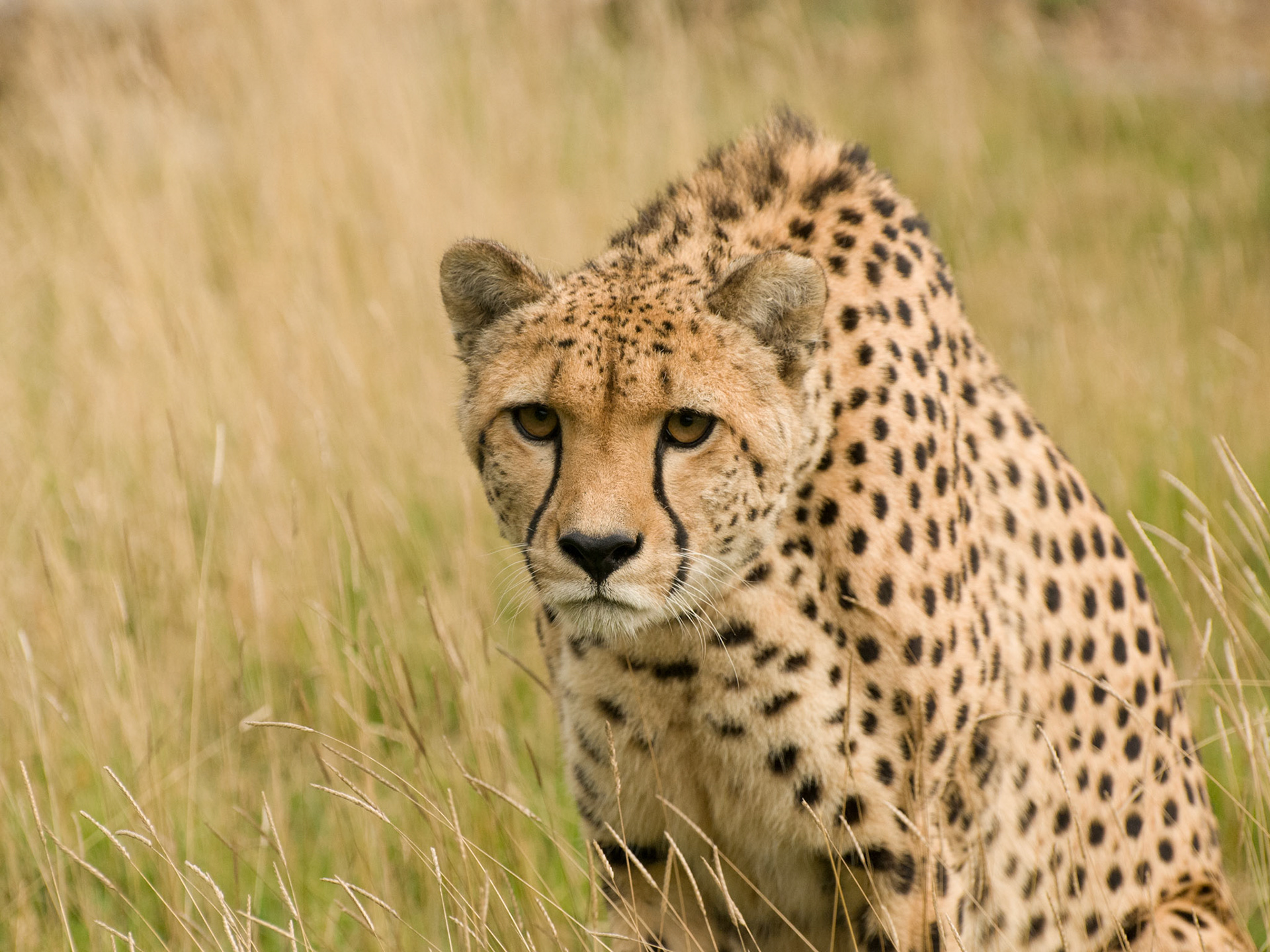 Cheetah at Wildlife Heritage Foundation
