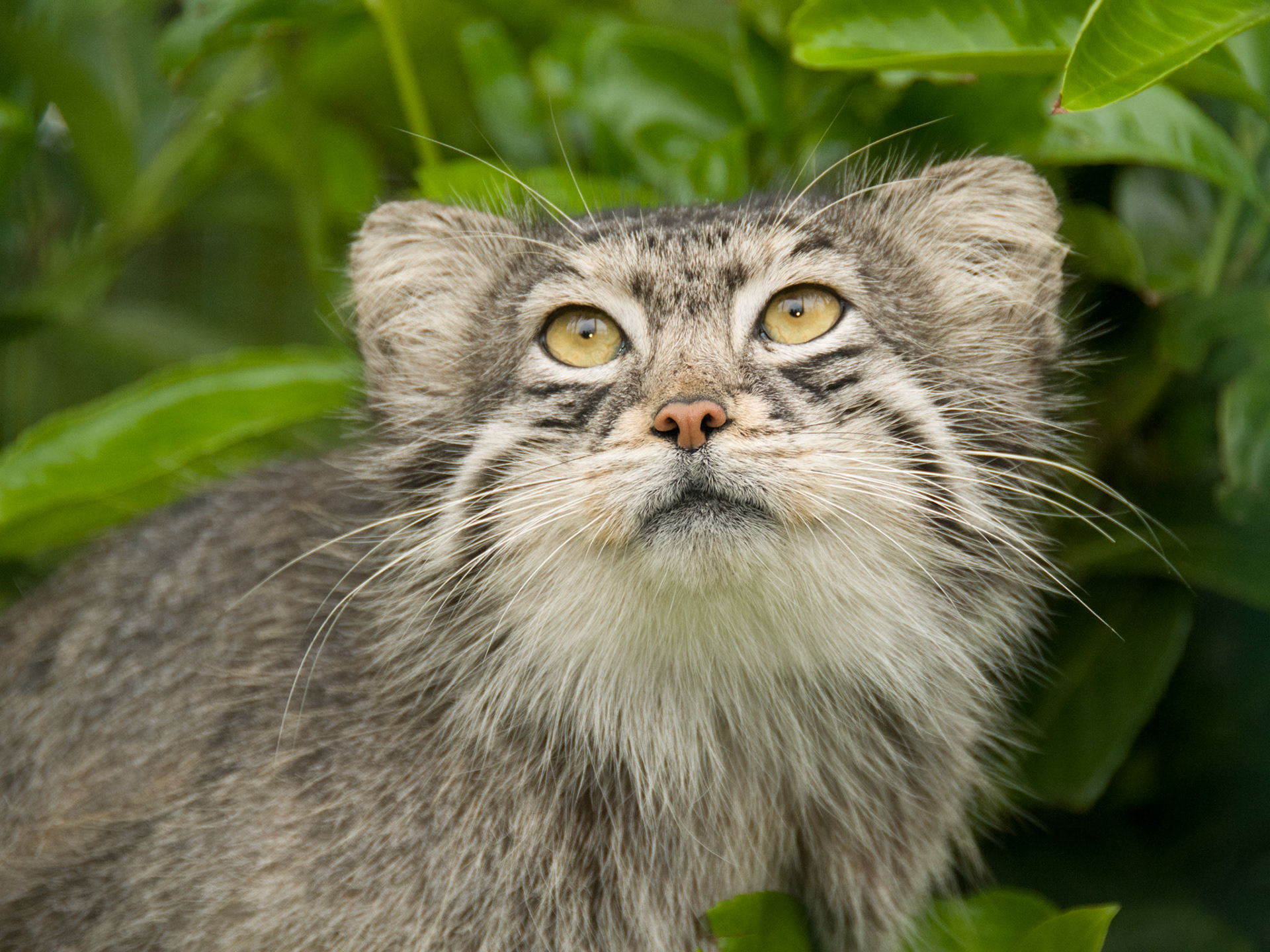 Pallas Cat at Wildlife Heritage Foundation