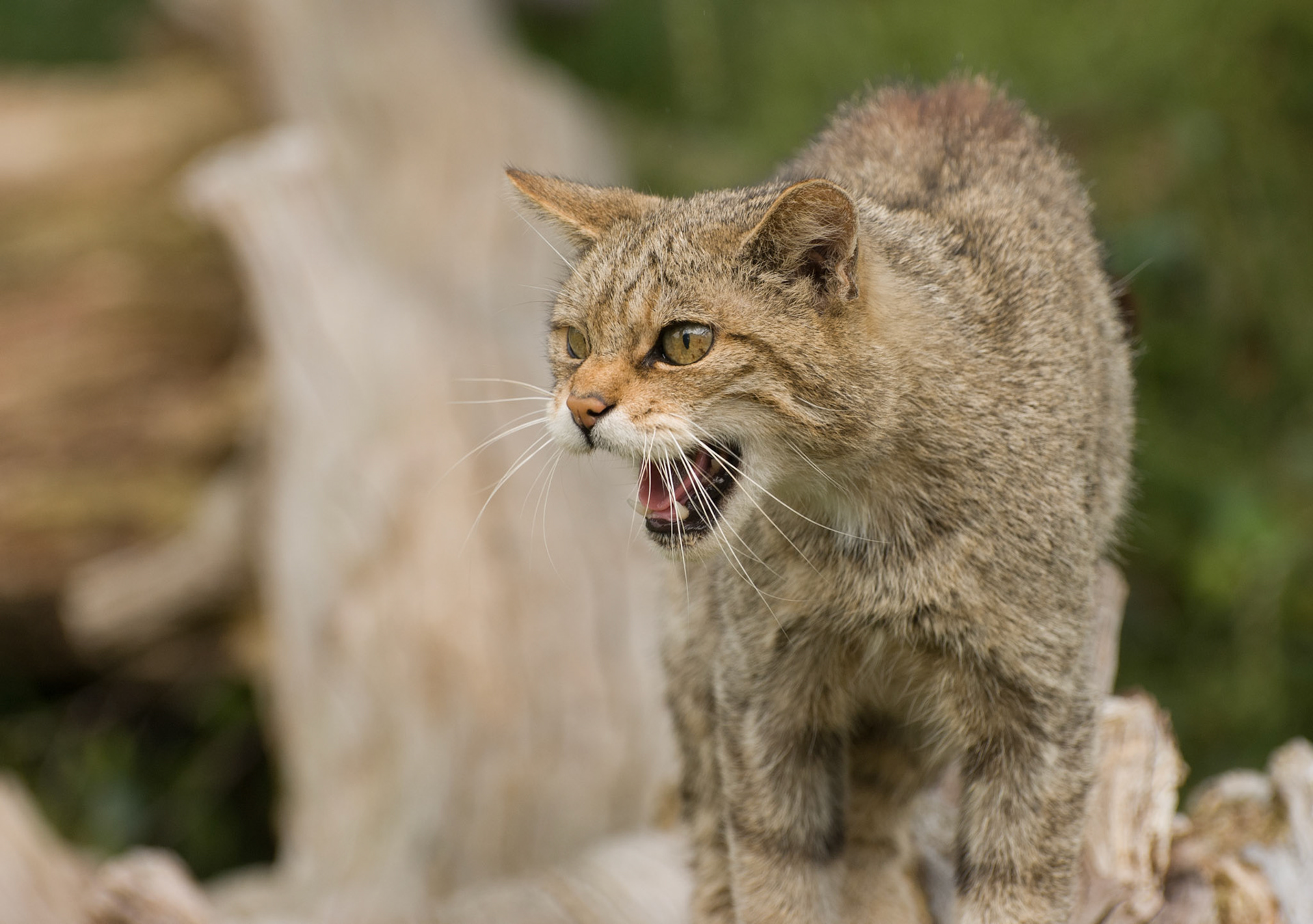 Scottish Wildcat at the British Wildlife Centre