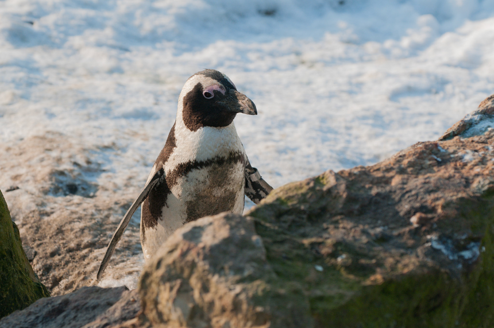 African Black Footed Penguin at Whipsnade Zoo