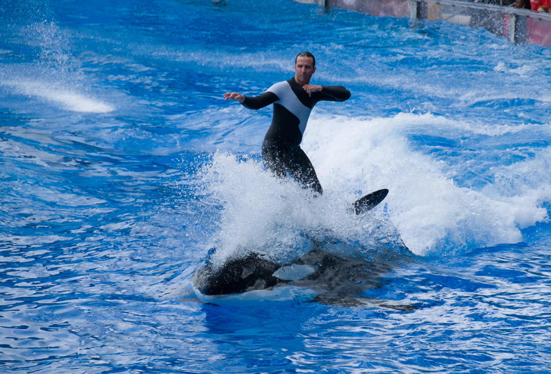 The Shamu Show at Seaworld Orlando