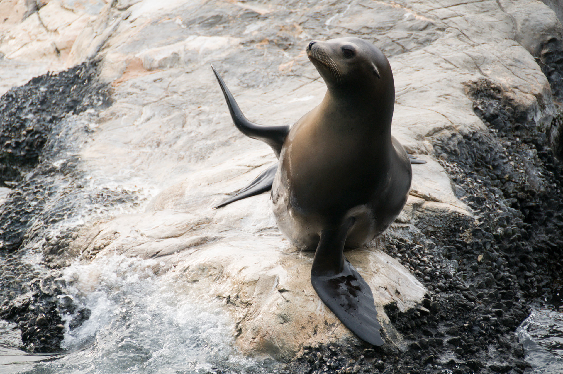 "Please Sir, I want some more!" California Sealion at Seaworld Orlando