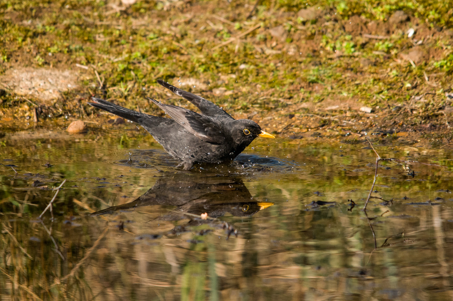Blackbird Bathing at Sandy RSPB Reserve