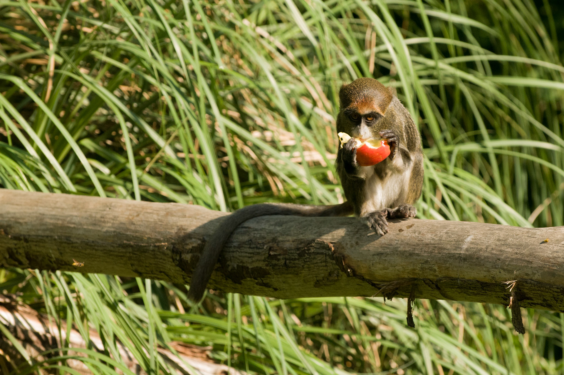 De Brazza Monkey at Port Lympne Wild Animal Park
